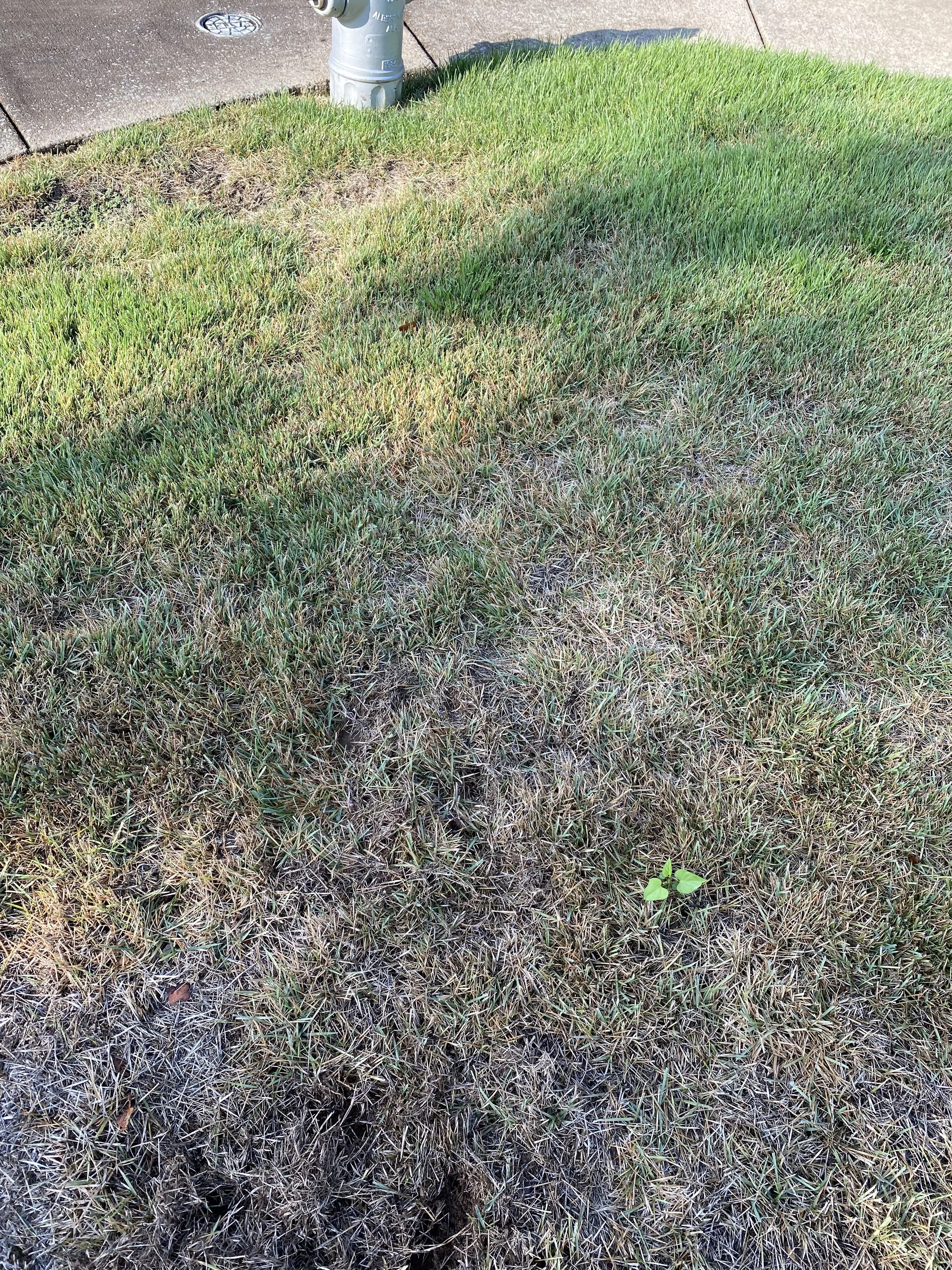 Untreated Fungus3.jpeg