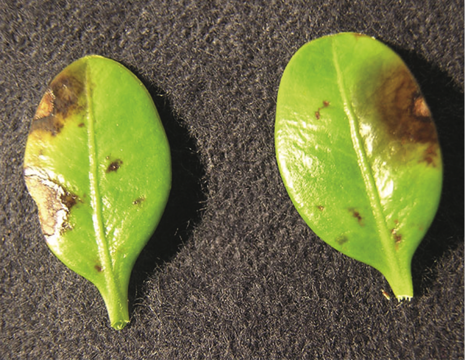 Boxwood Blight 2.png