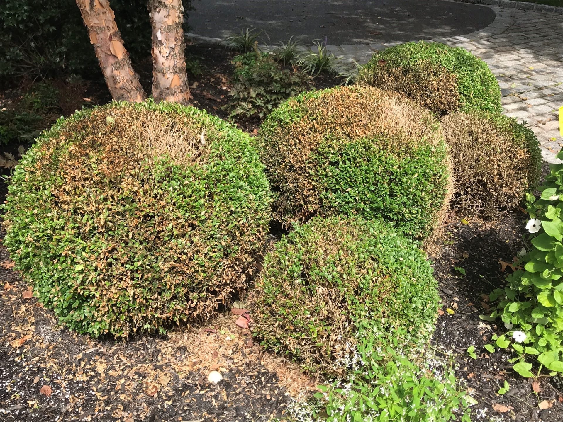 Boxwood Blight 2.jpg