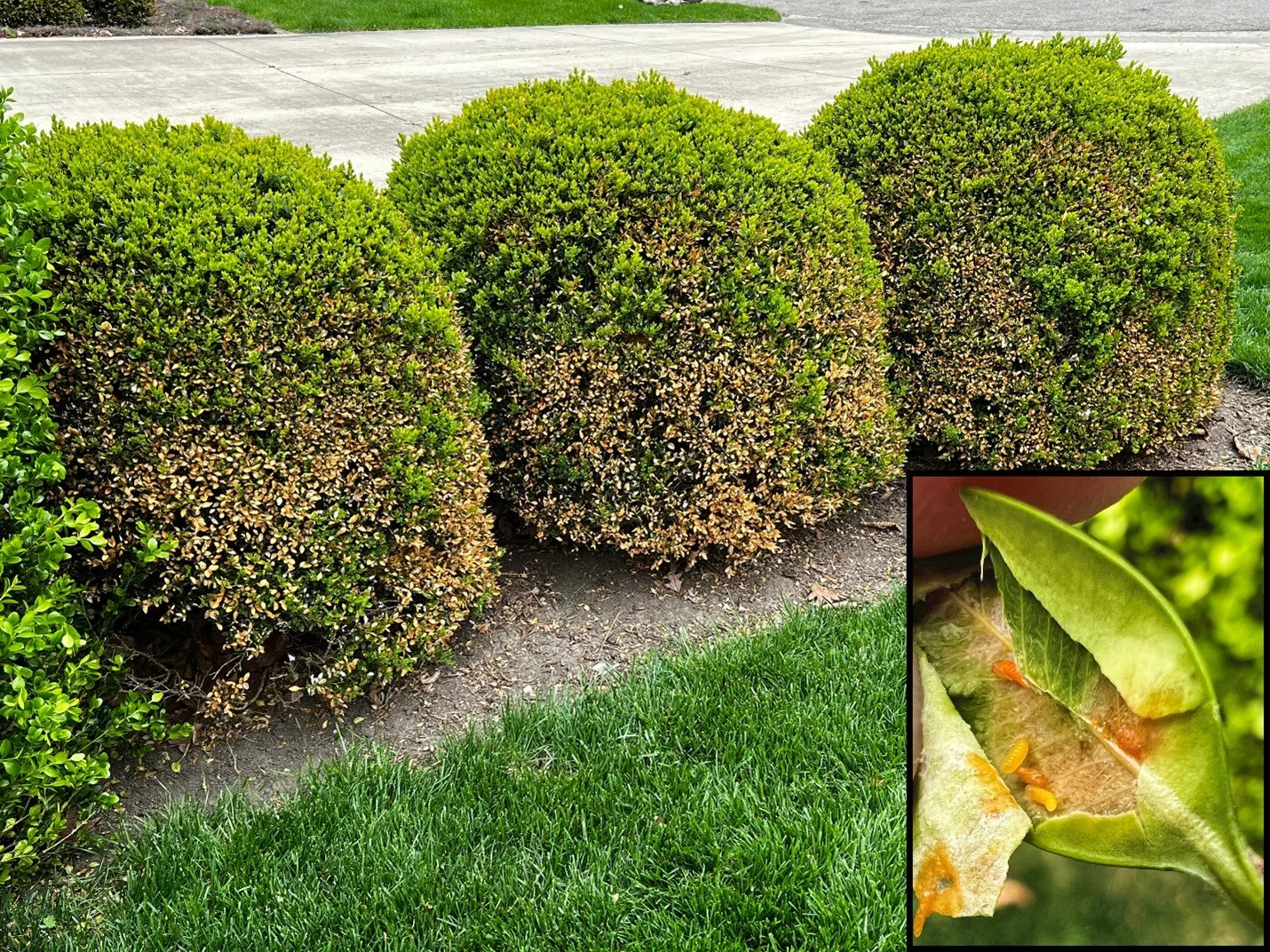 Boxwood Leafminer Leaf 3.jpg