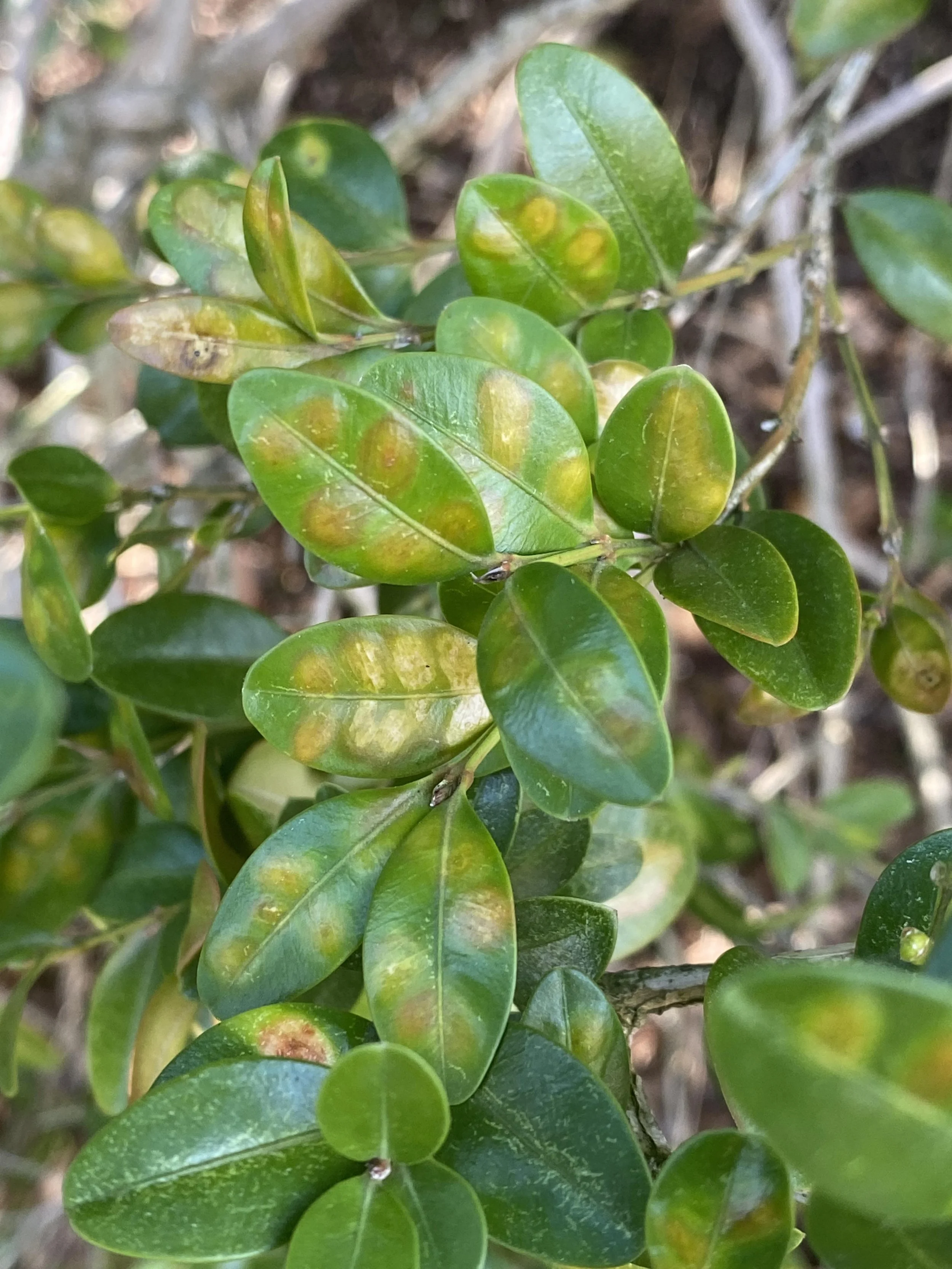 Boxwood Leafminer Leaf 2.JPG