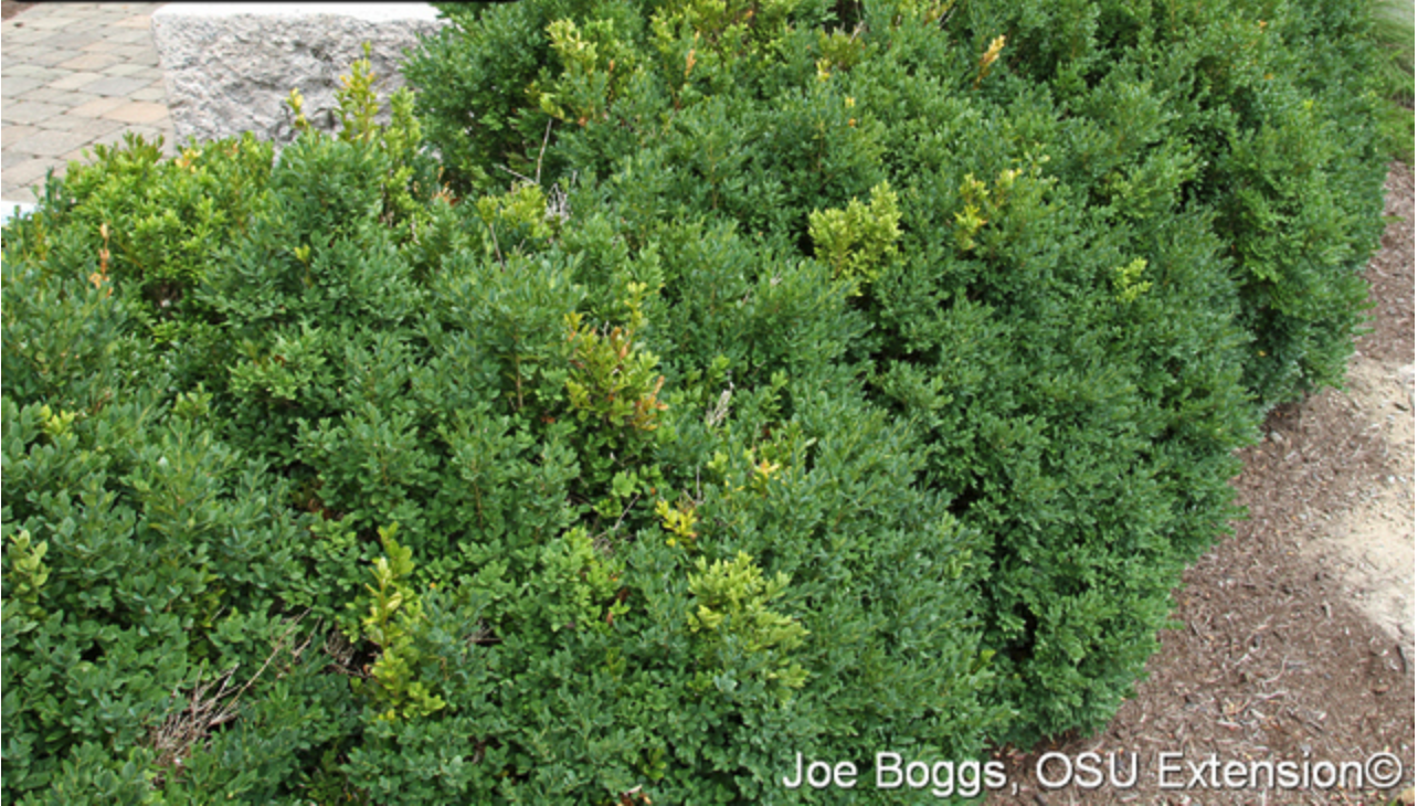 Boxwood Volutella Blight Canker 3.png