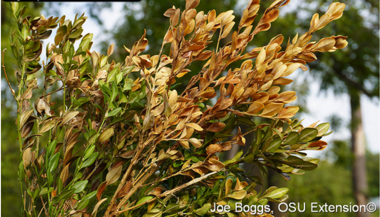 Boxwood Volutella Blight Canker 2.png