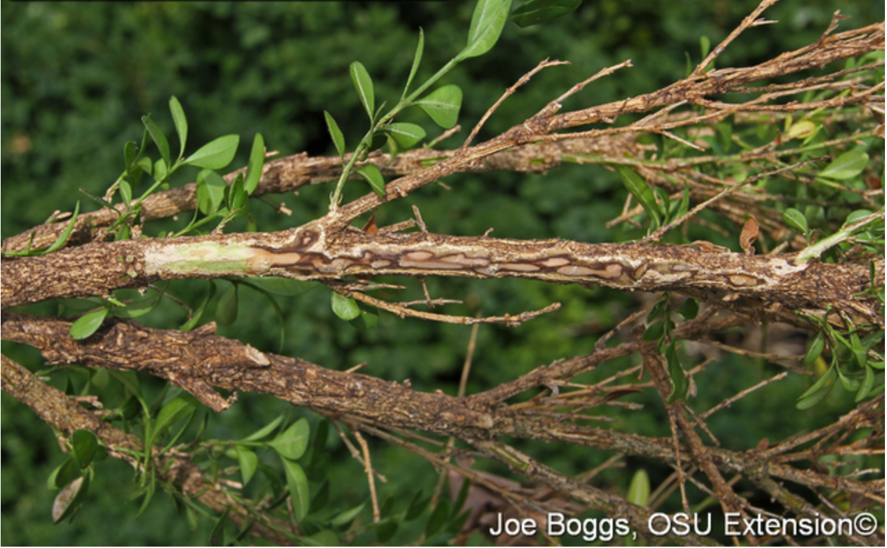 Boxwood Volutella Blight Canker.png