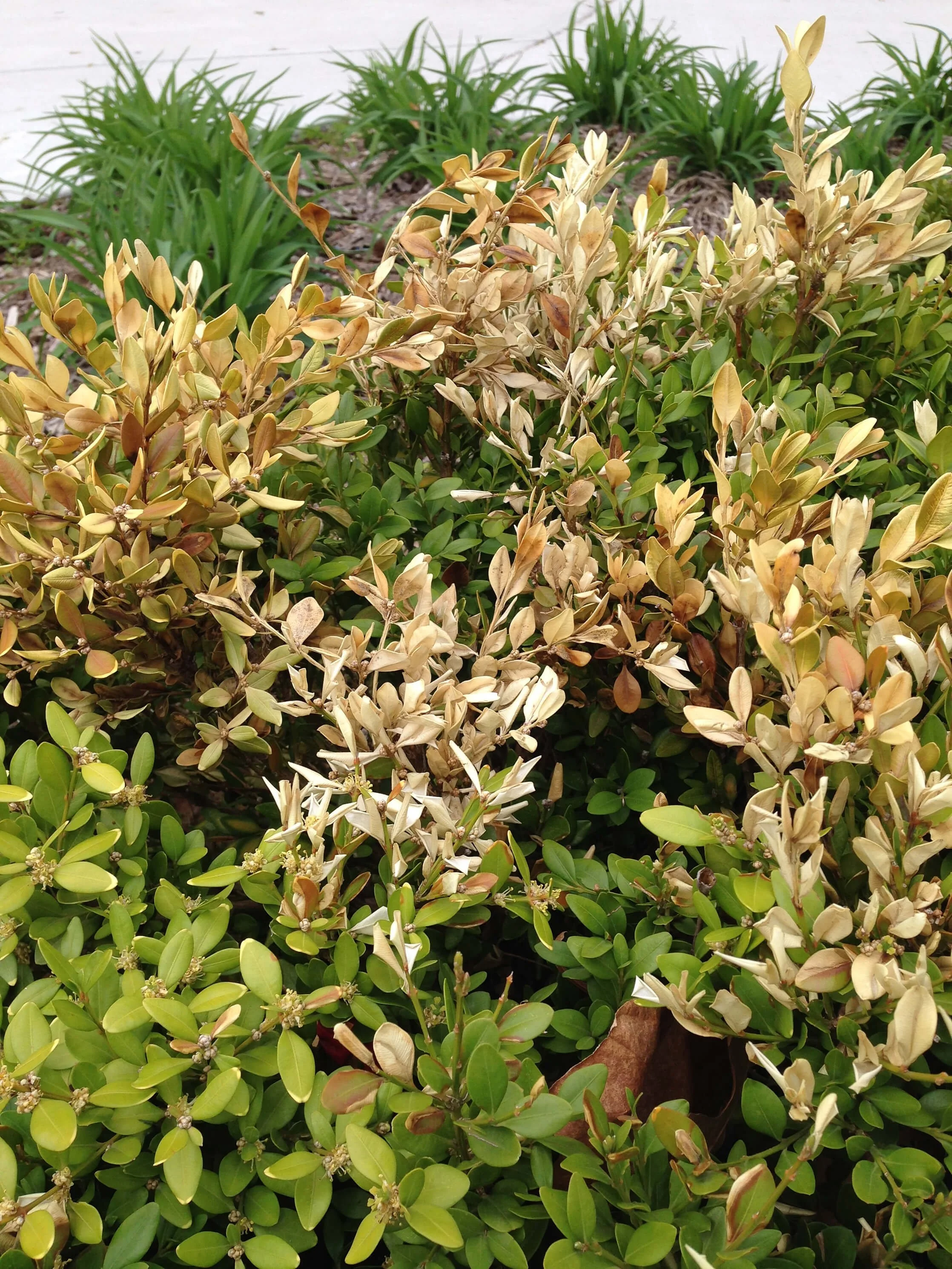 Boxwood Winter Injury 2.jpg
