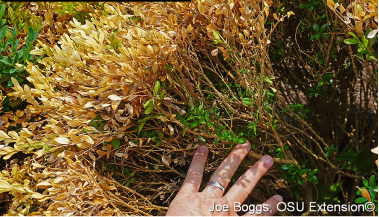 Boxwood Winter Injury.png