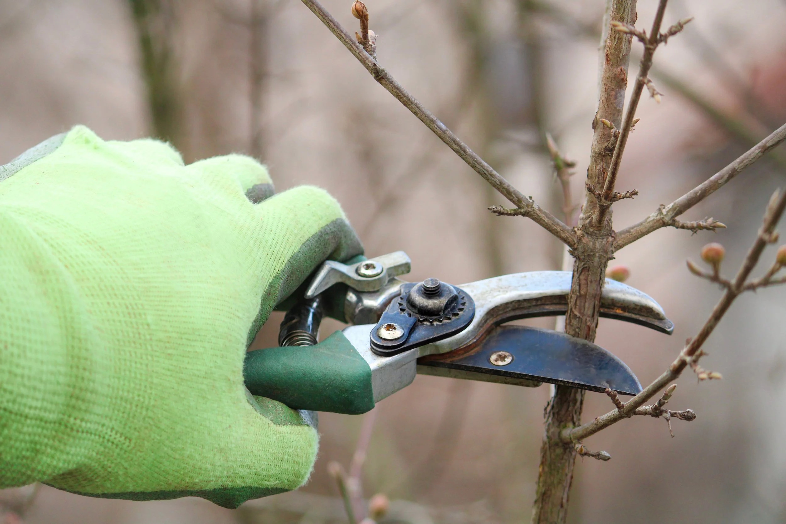 Pruning Shears.jpg