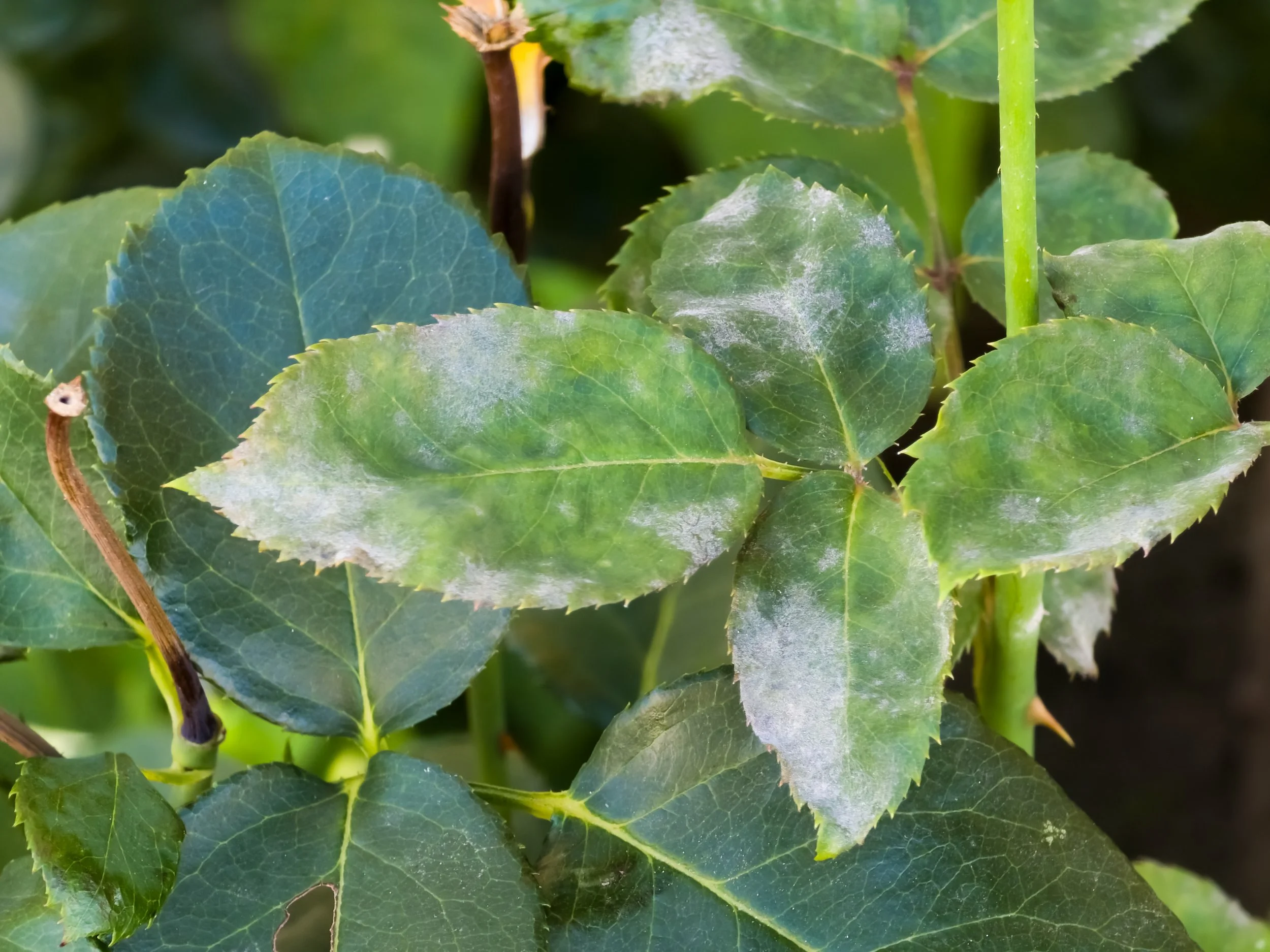 Powdery Mildew Roses 2.jpg