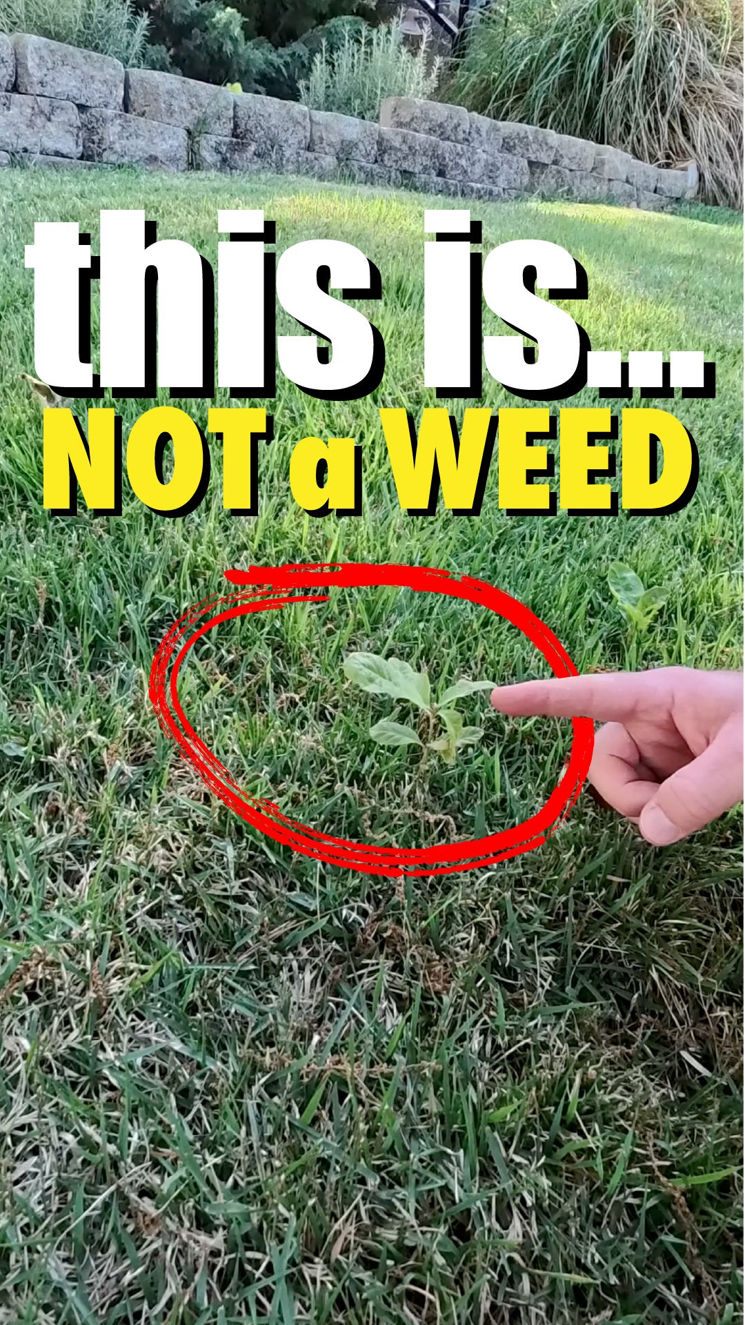 Those are trees, NOT WEEDS