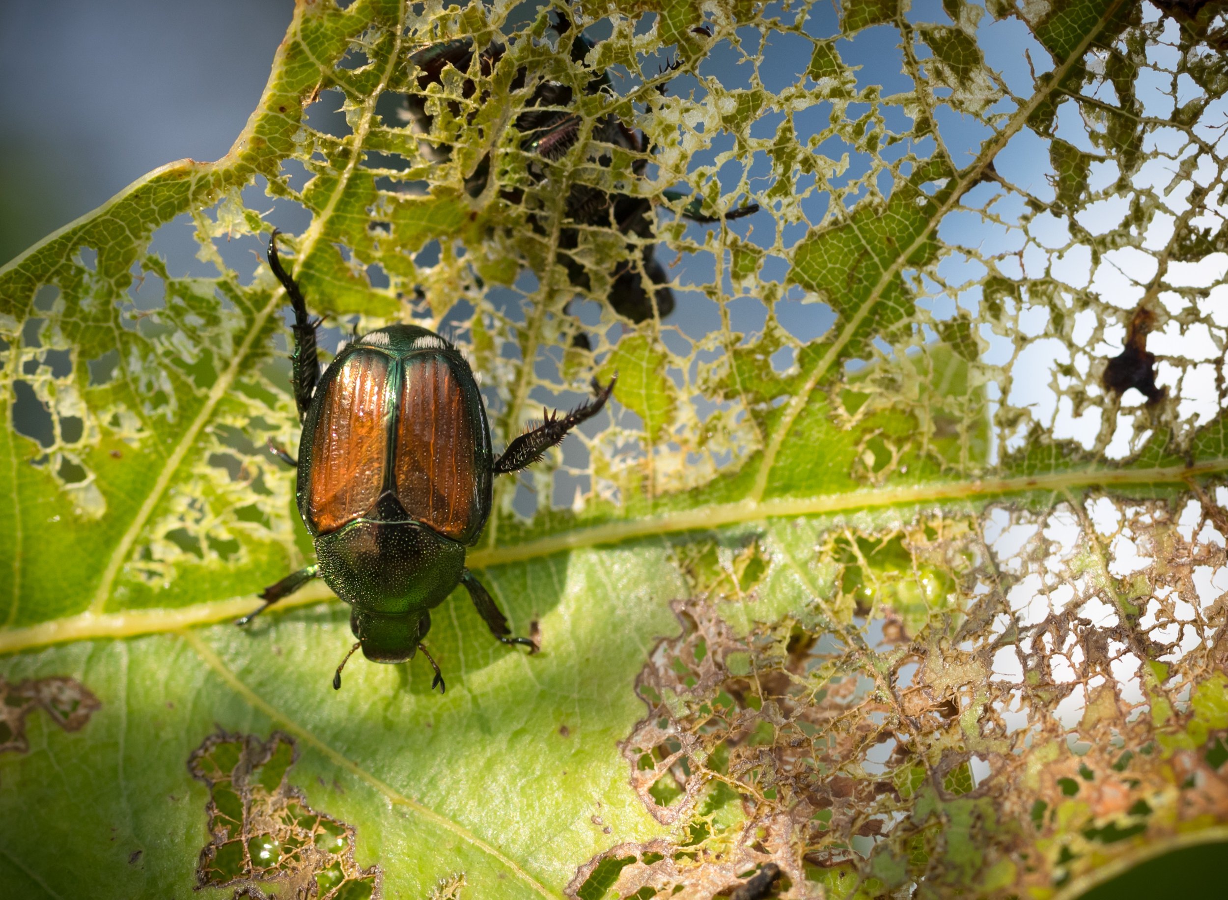 Japanese Beetles in Central Arkansas: