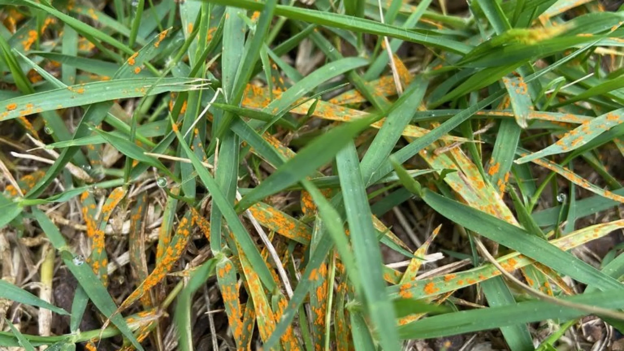 Rust Fungus.jpeg