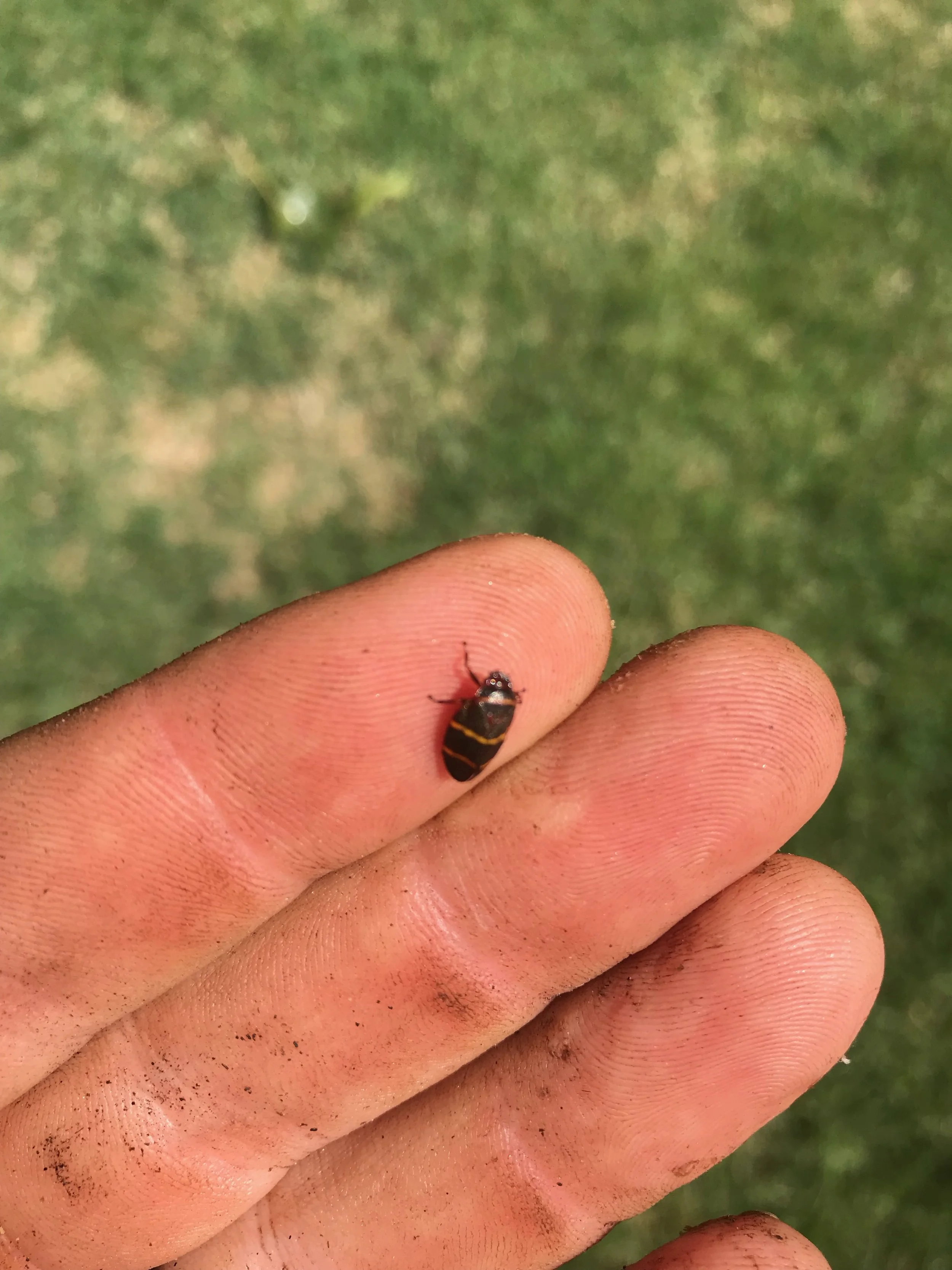 Spittlebug.jpeg