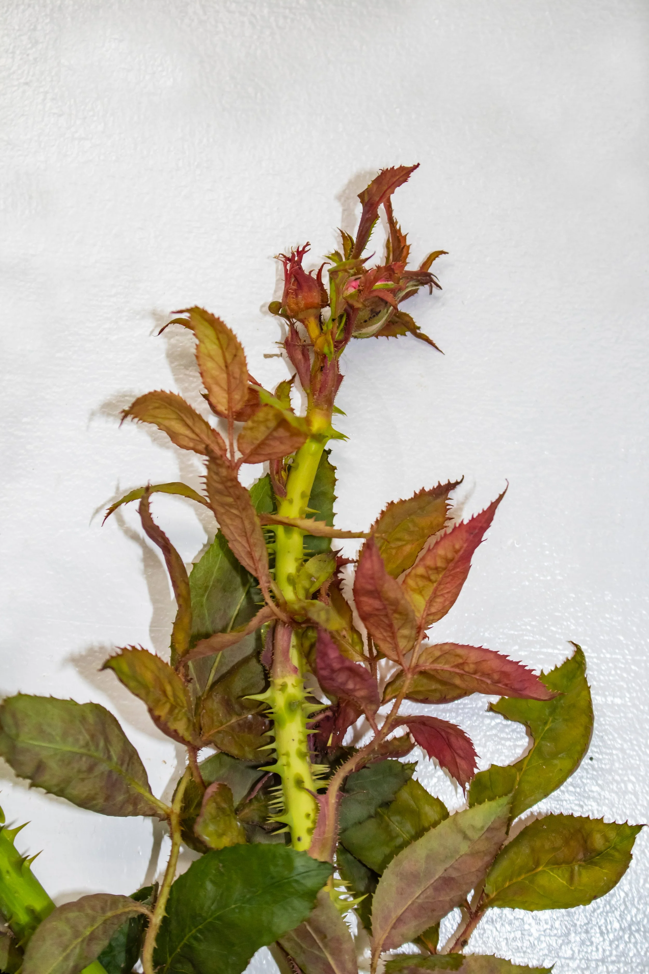 rose rosette trimming.jpg