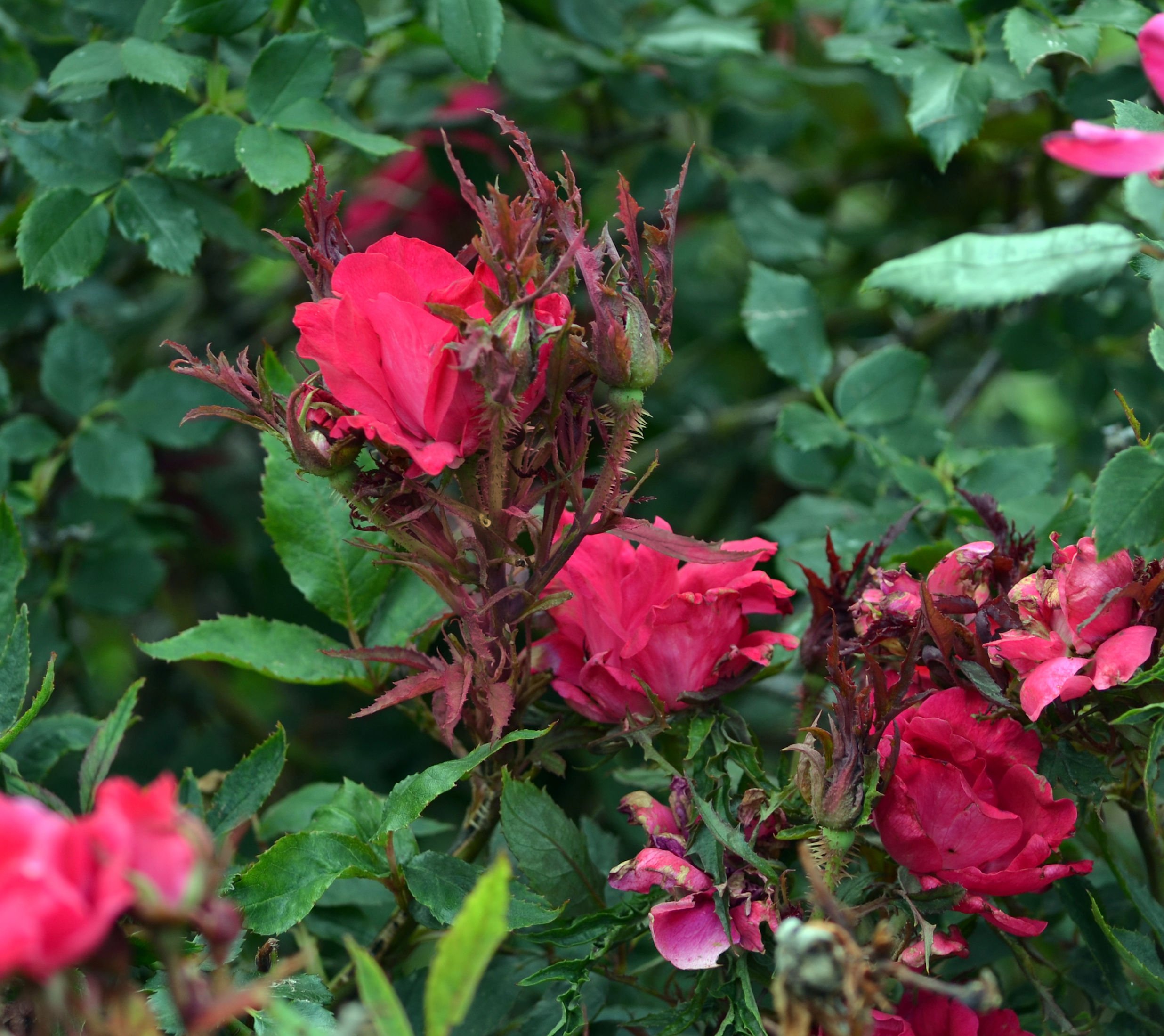 rose rosette.jpg
