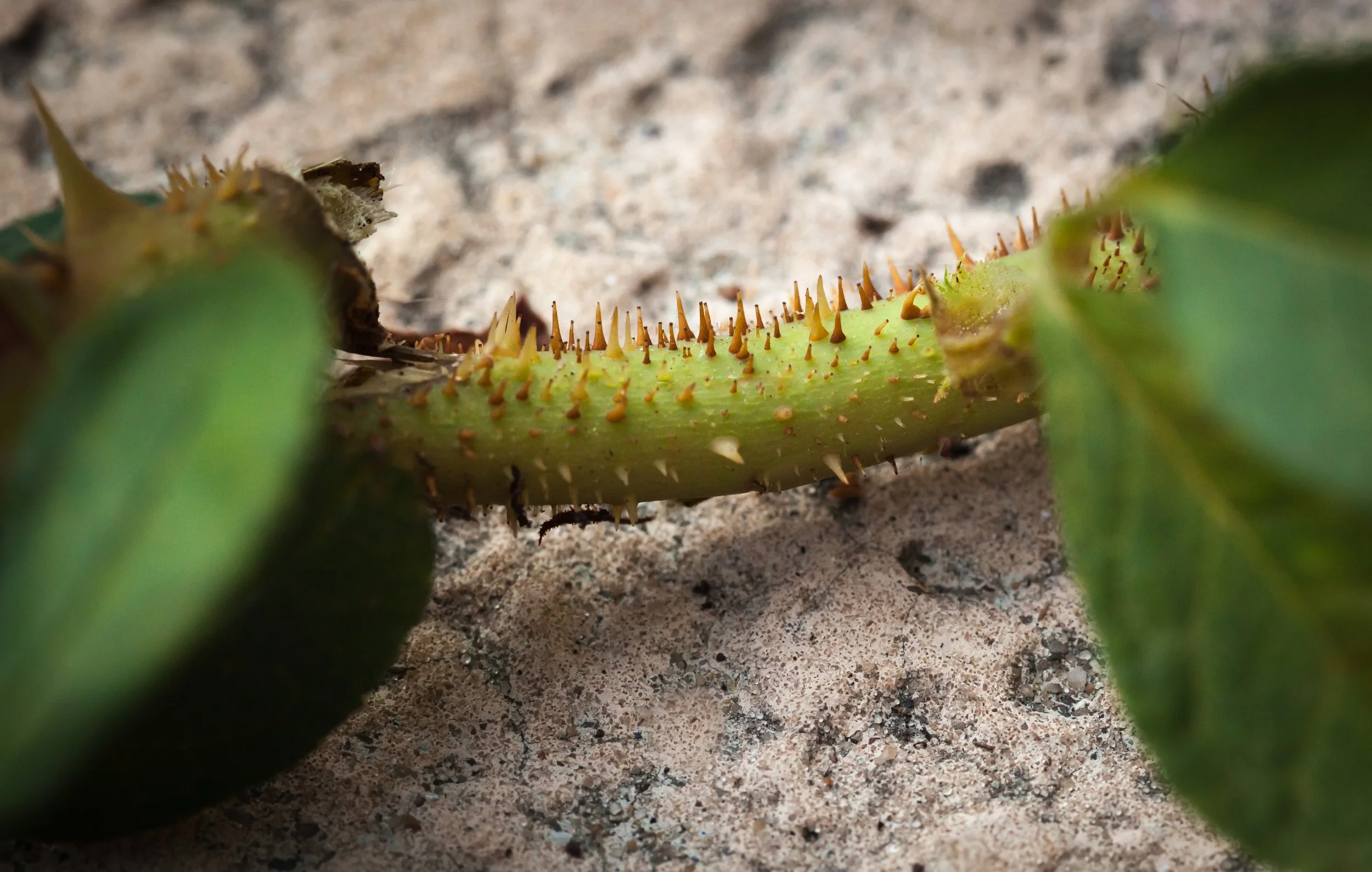 rose rosette thorns.jpg