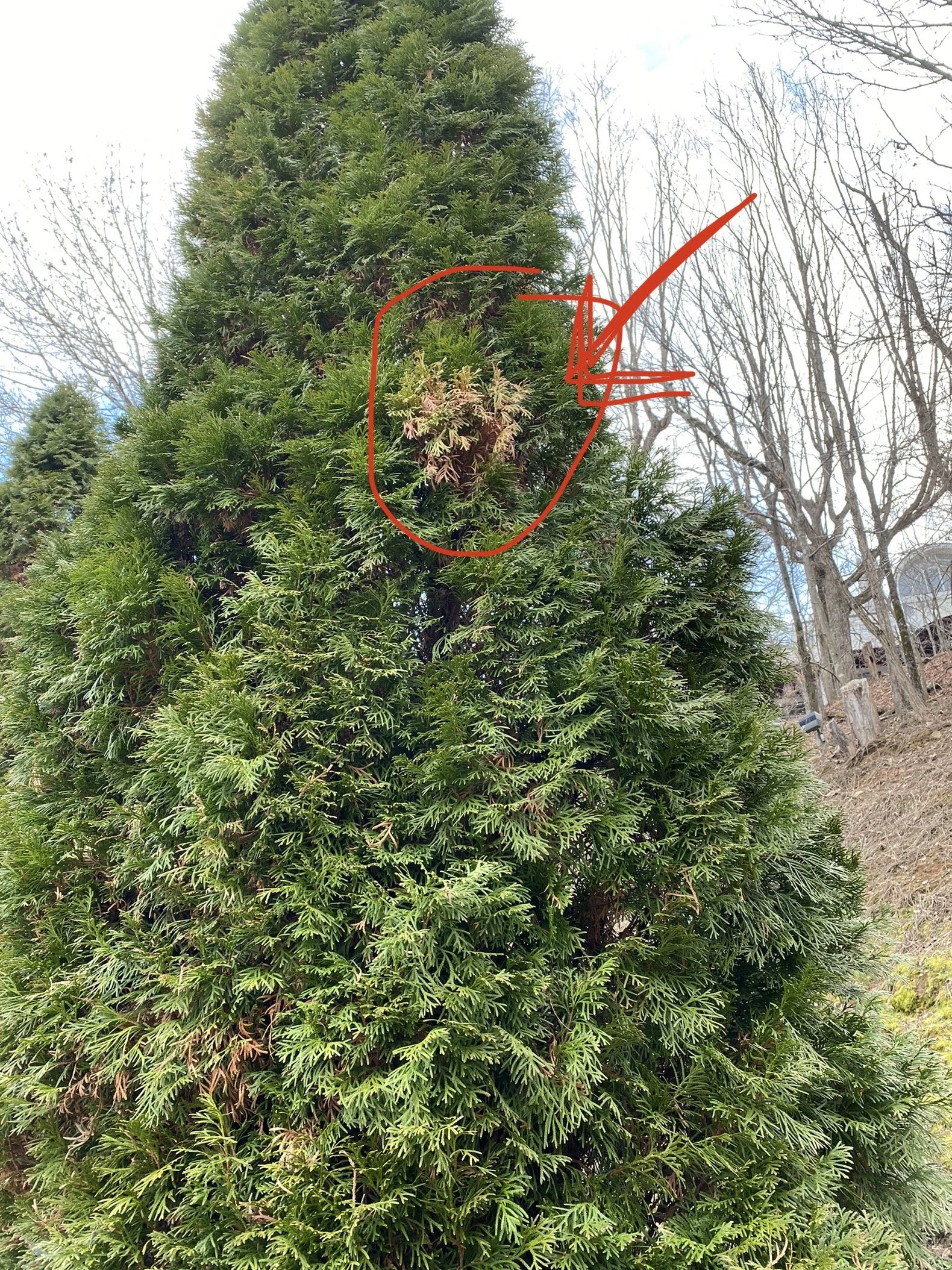 Cancker (Arborvitae) 4.jpeg
