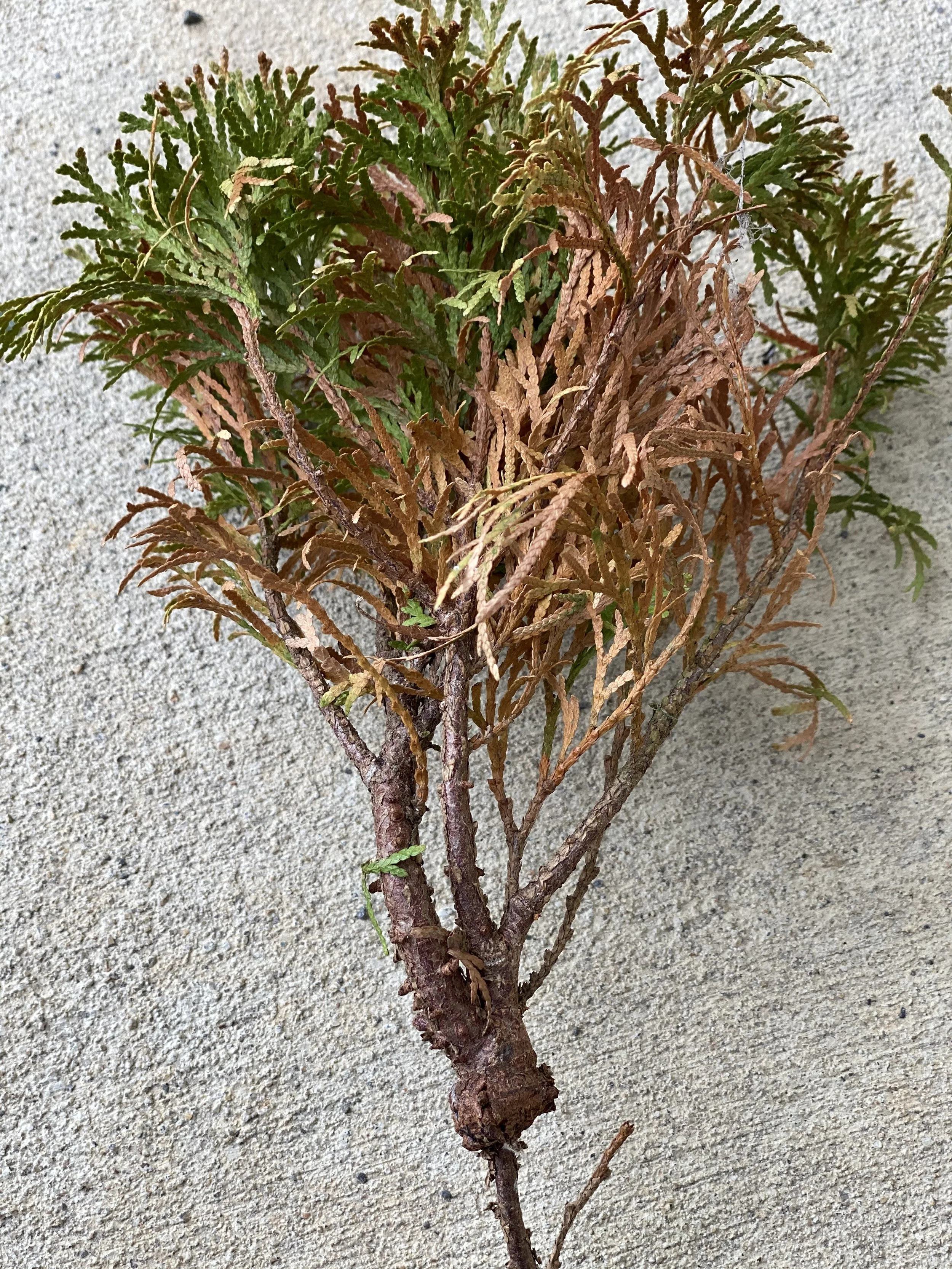 Cancker (Arborvitae) 3.jpeg