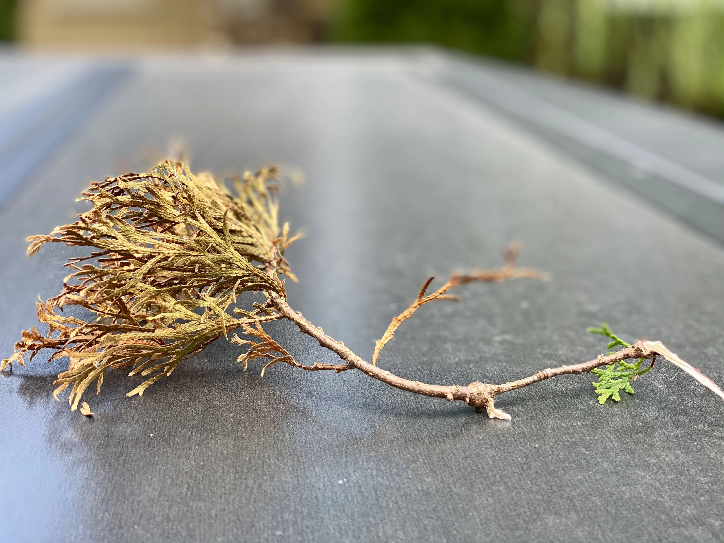 Cancker (Arborvitea) 5.jpeg