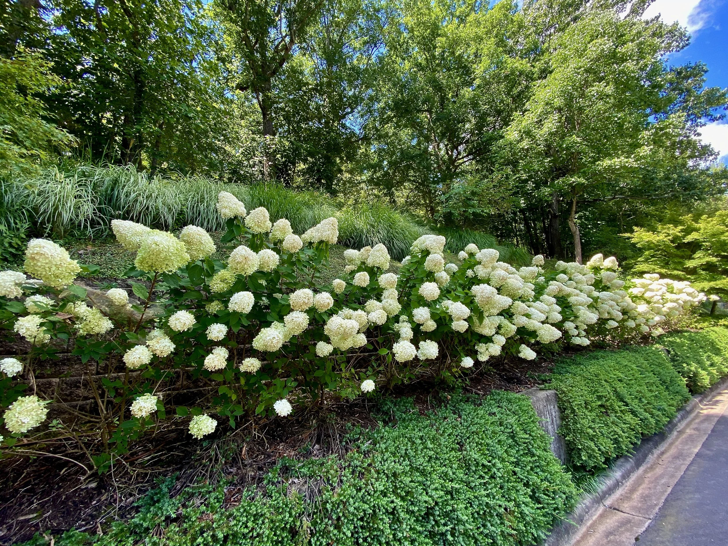 Hydrangias & Juniper2.jpeg