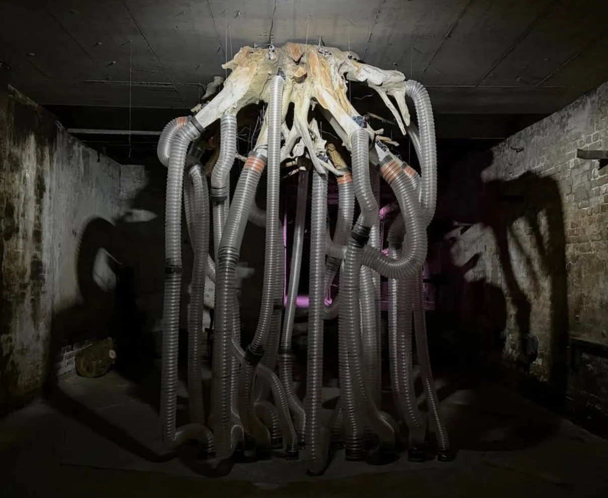 Installation for “Sanctum of Sound 2026” at MaHalla Berlin. Elnara Nasirli X MXNZM