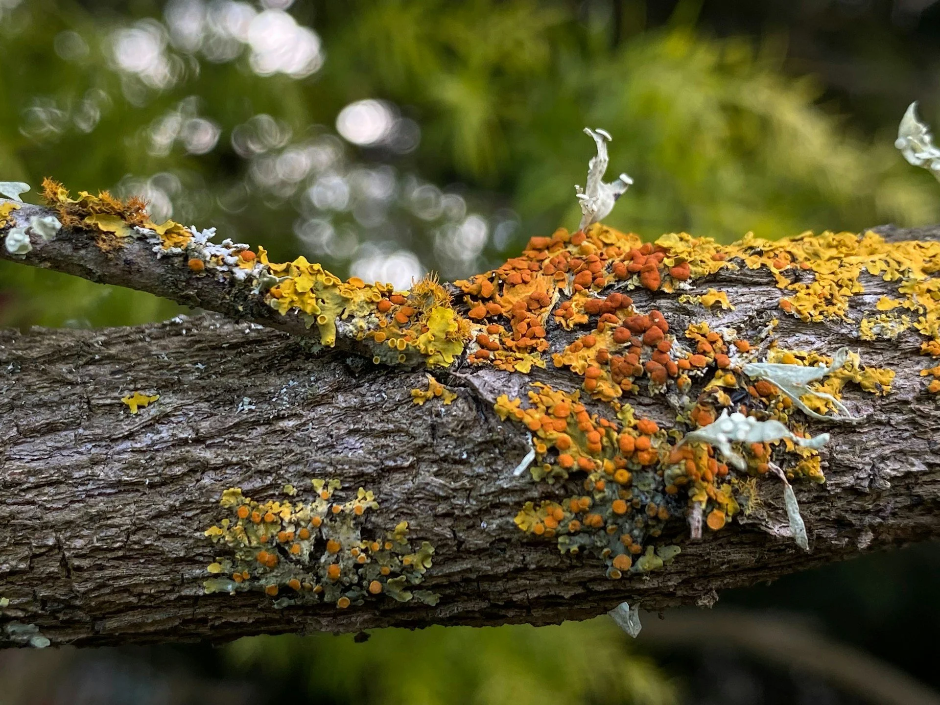 Identifying and Managing Tree Fungus Problems in Ottawa