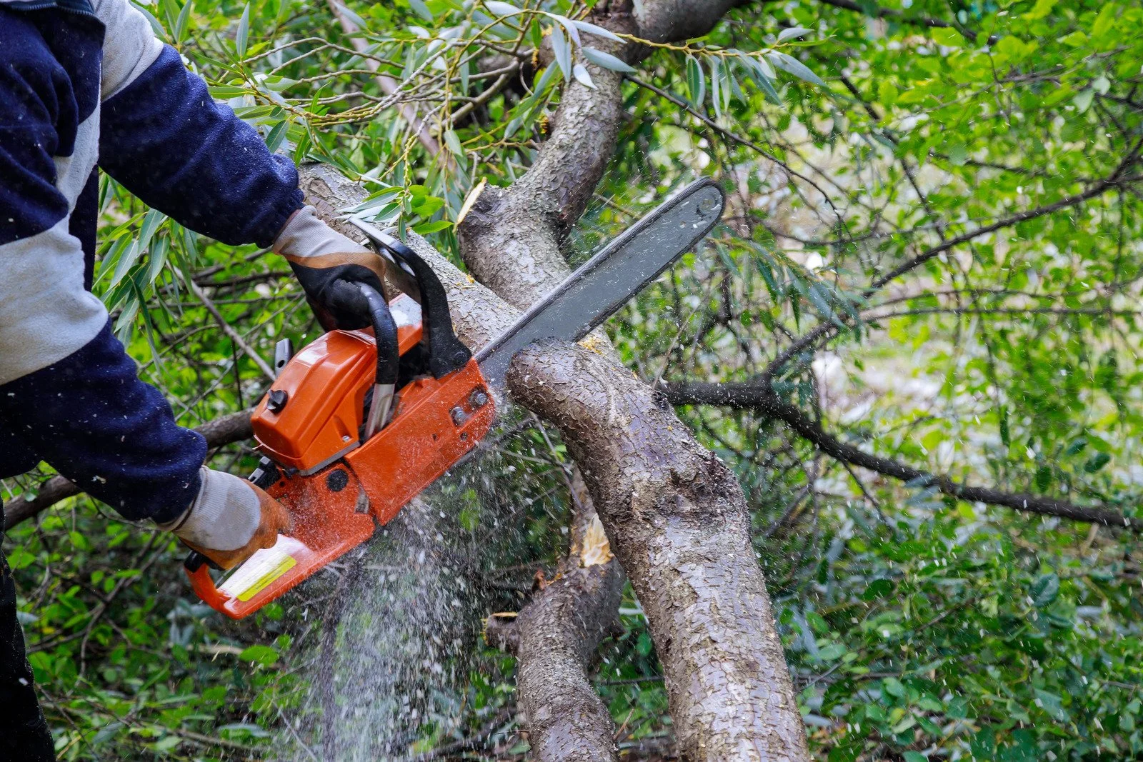 What Are Tree Trimming Services and Why They Matter