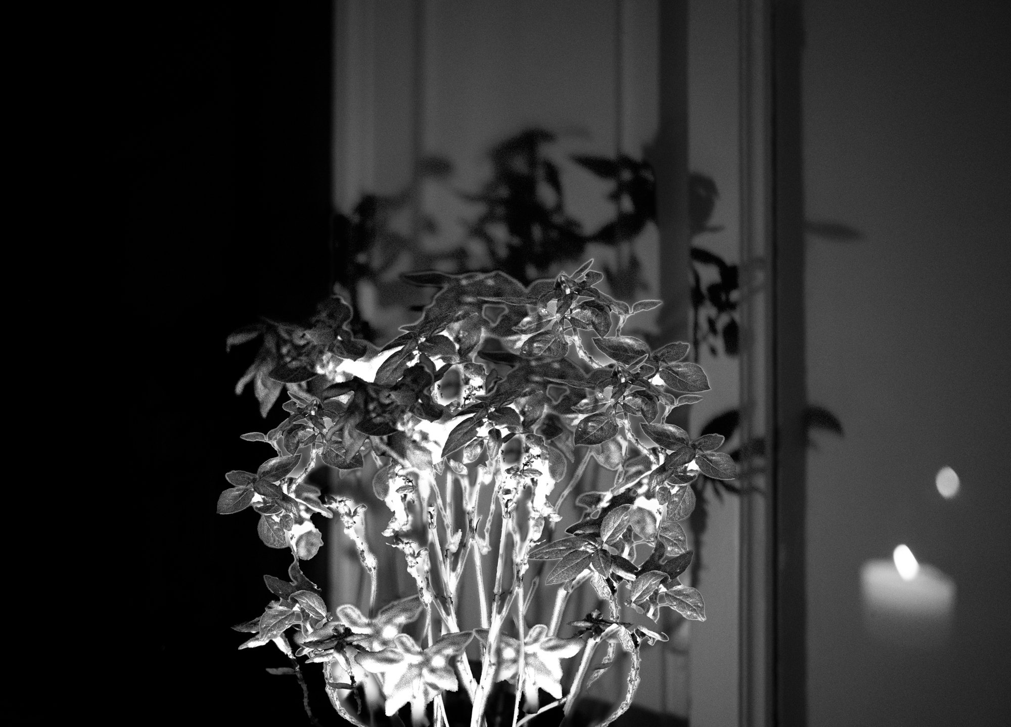 Basil in the Night.jpg