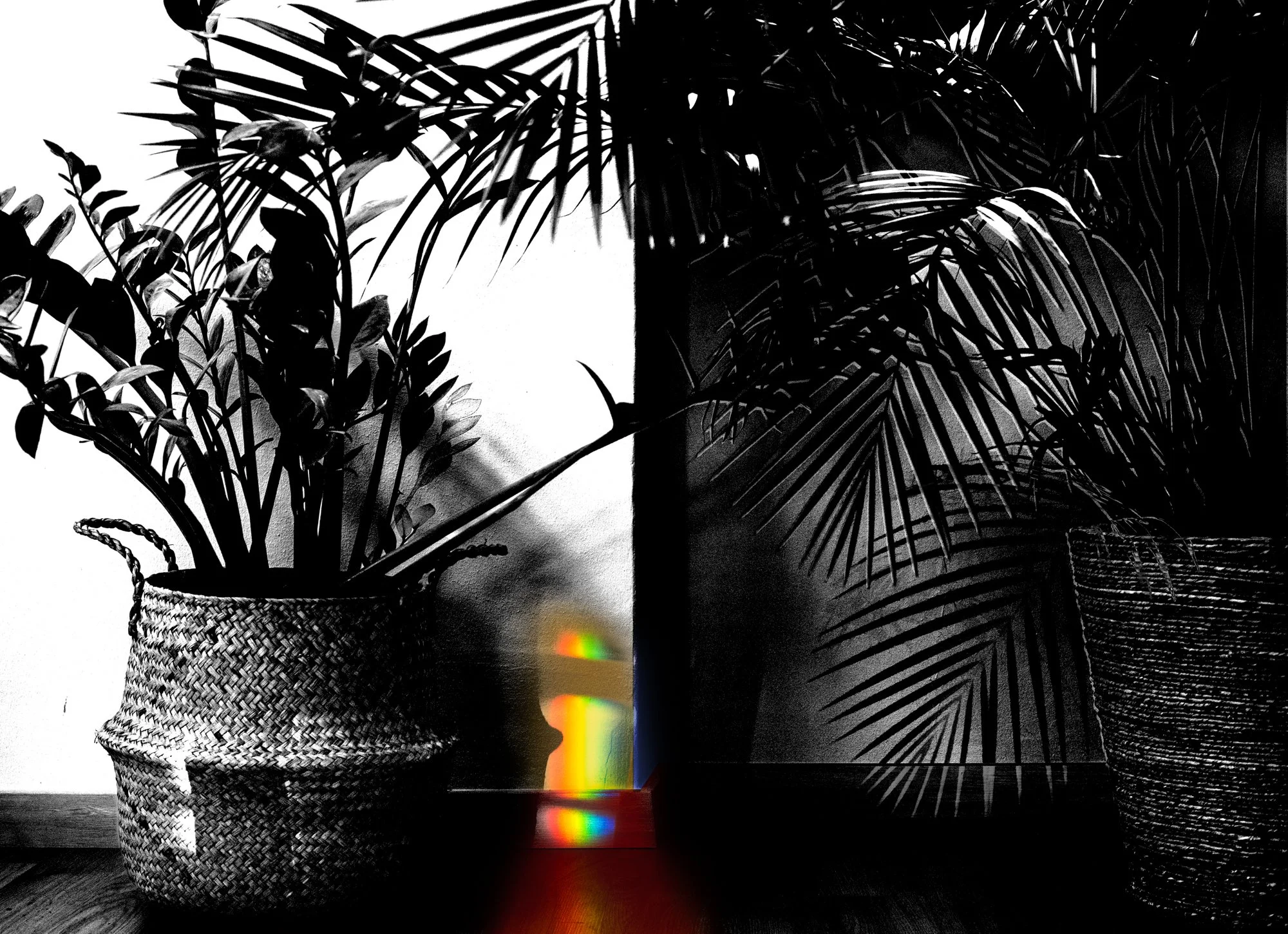 Rainbow & Plants_Home_026_BW.jpg