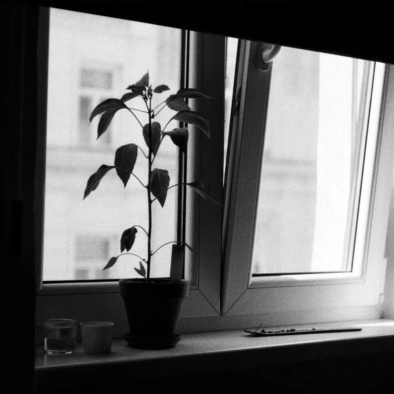 Pieces of Home