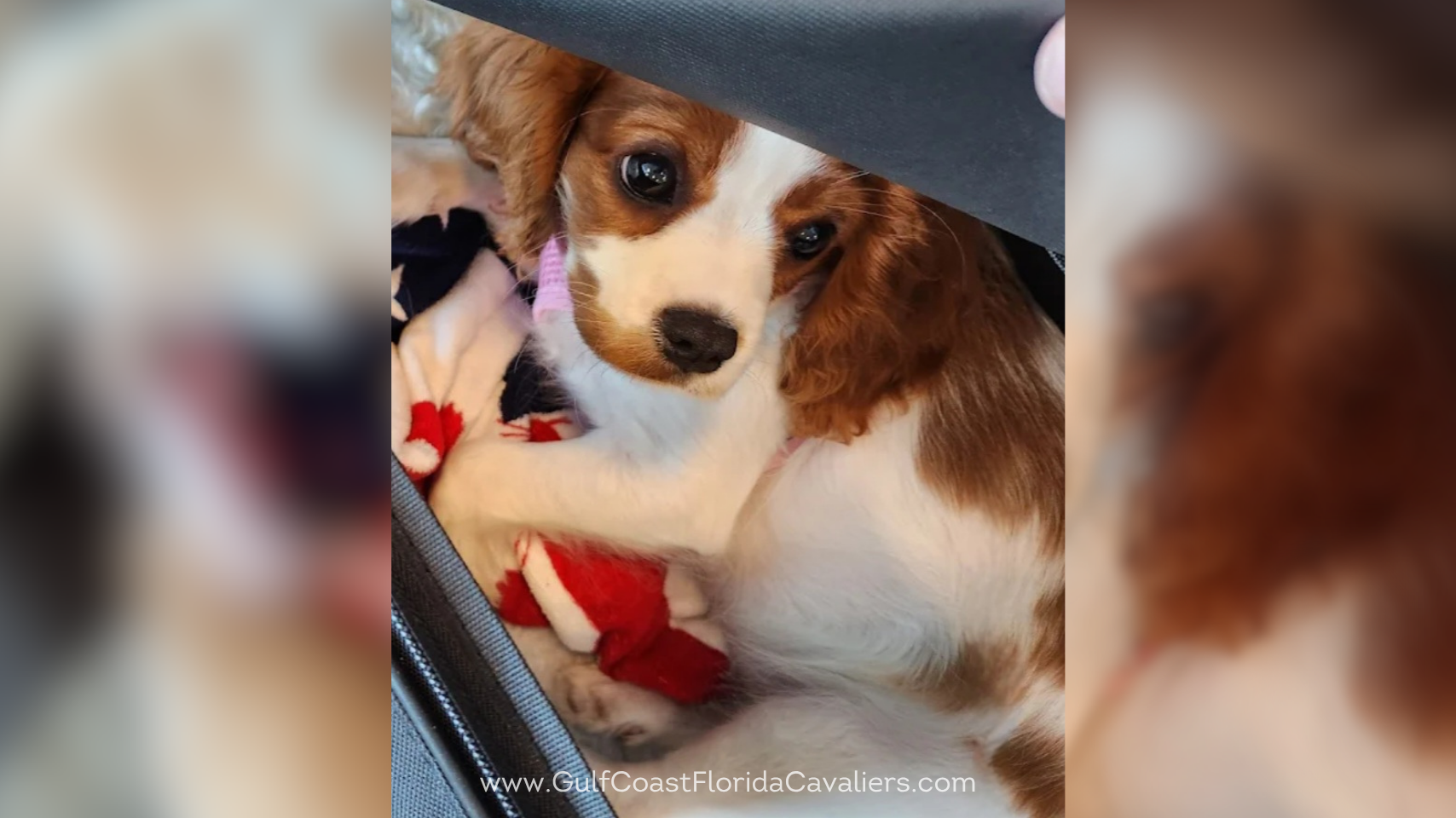 gulf-coast-florida-cavaliers-testimonials-cute-puppy