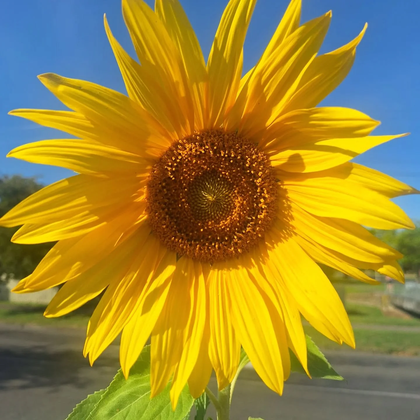 🎤🎶 Singing is a Superpower 🎶🎤

Singing (or humming or whistling) is a super power for handling life&rsquo;s stressors. Singing naturally regulates our breathing, calms our nervous system and brings our focus to the present. 

Next time you find y