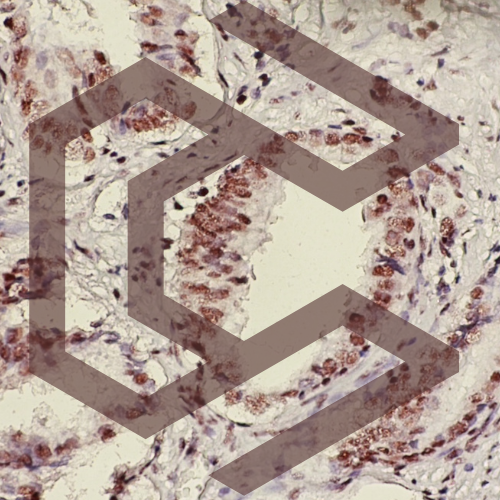 abstract geometric pattern overlaid on microscopic tissue image