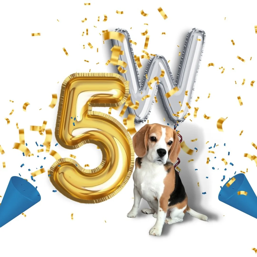 Wow, celebrating year FIVE of business!! 👏🏻🎈

Huge thanks to our agents, clients and business partners for another great year at W! 

Cheers to another great year!