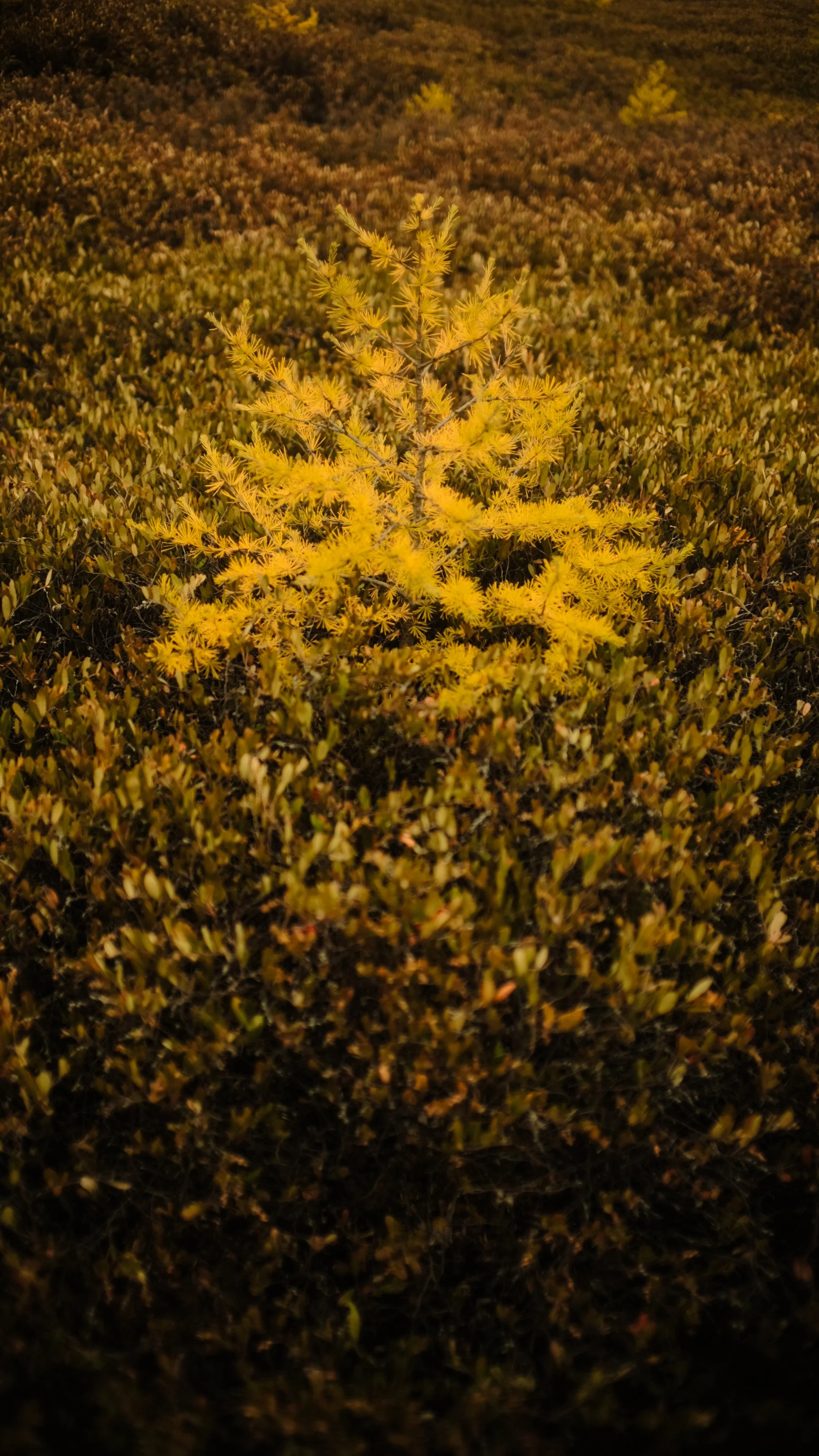 009--004-32.jpg