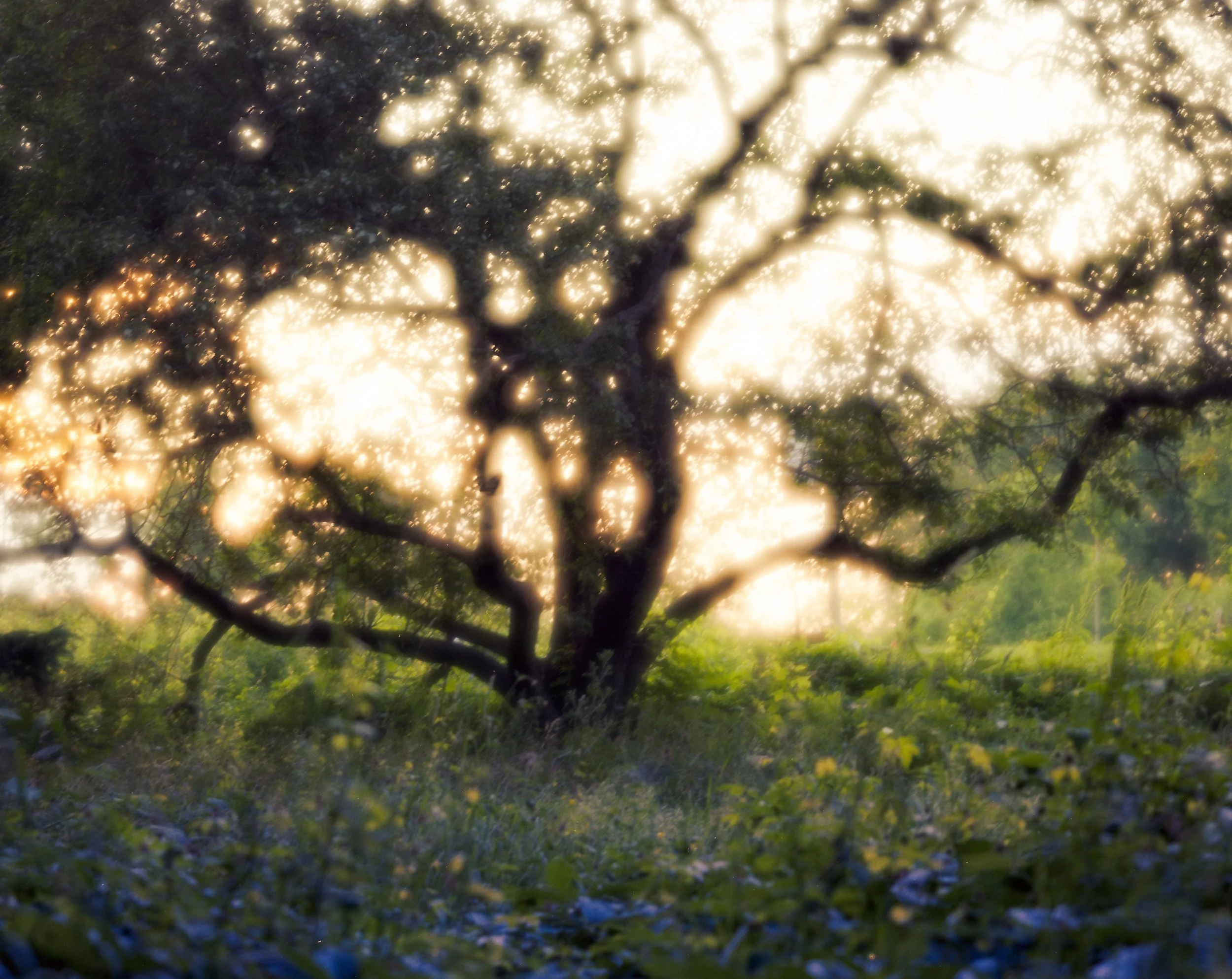 trees