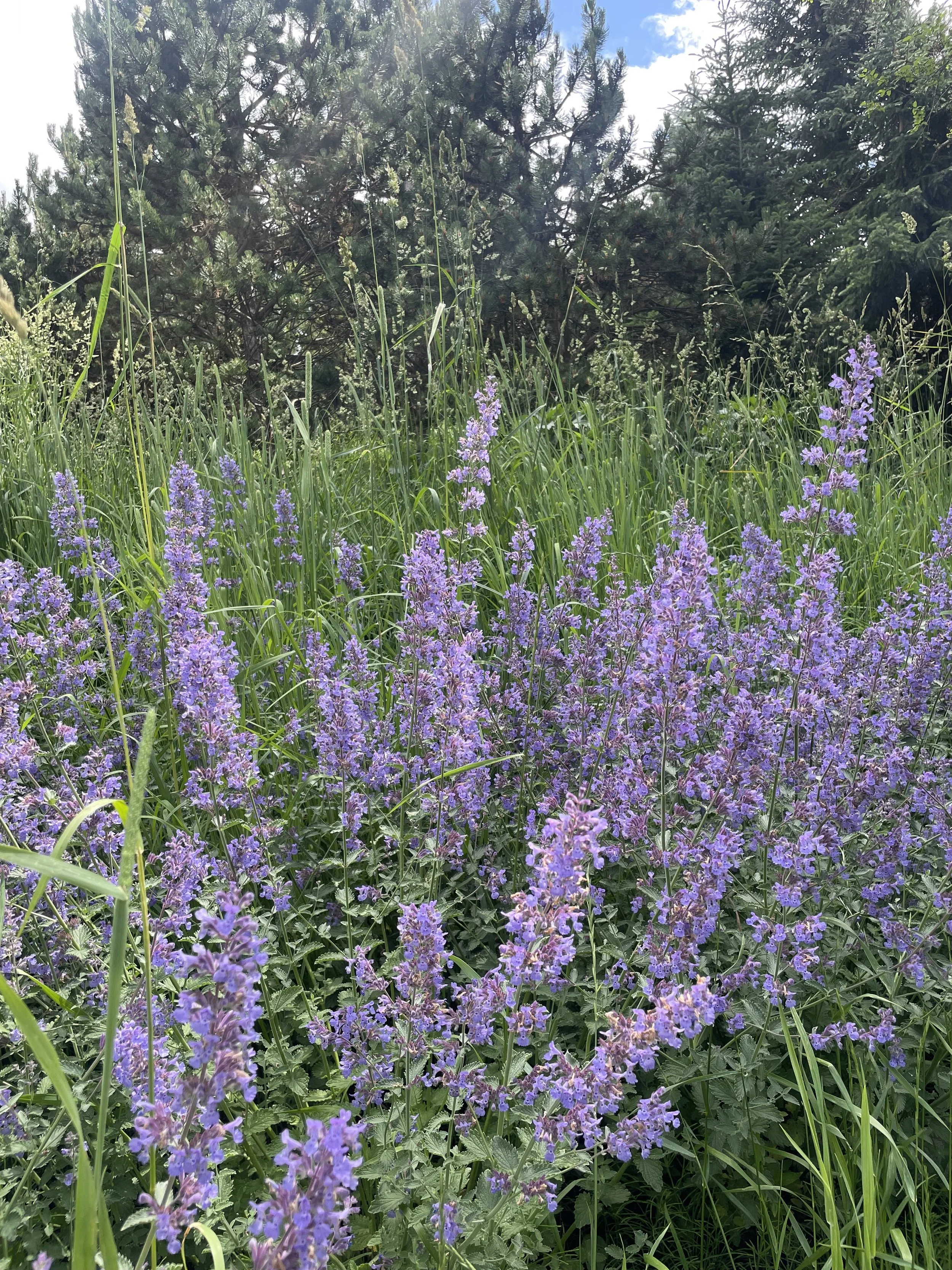 Landscape design Whistler BC. Lush gardens