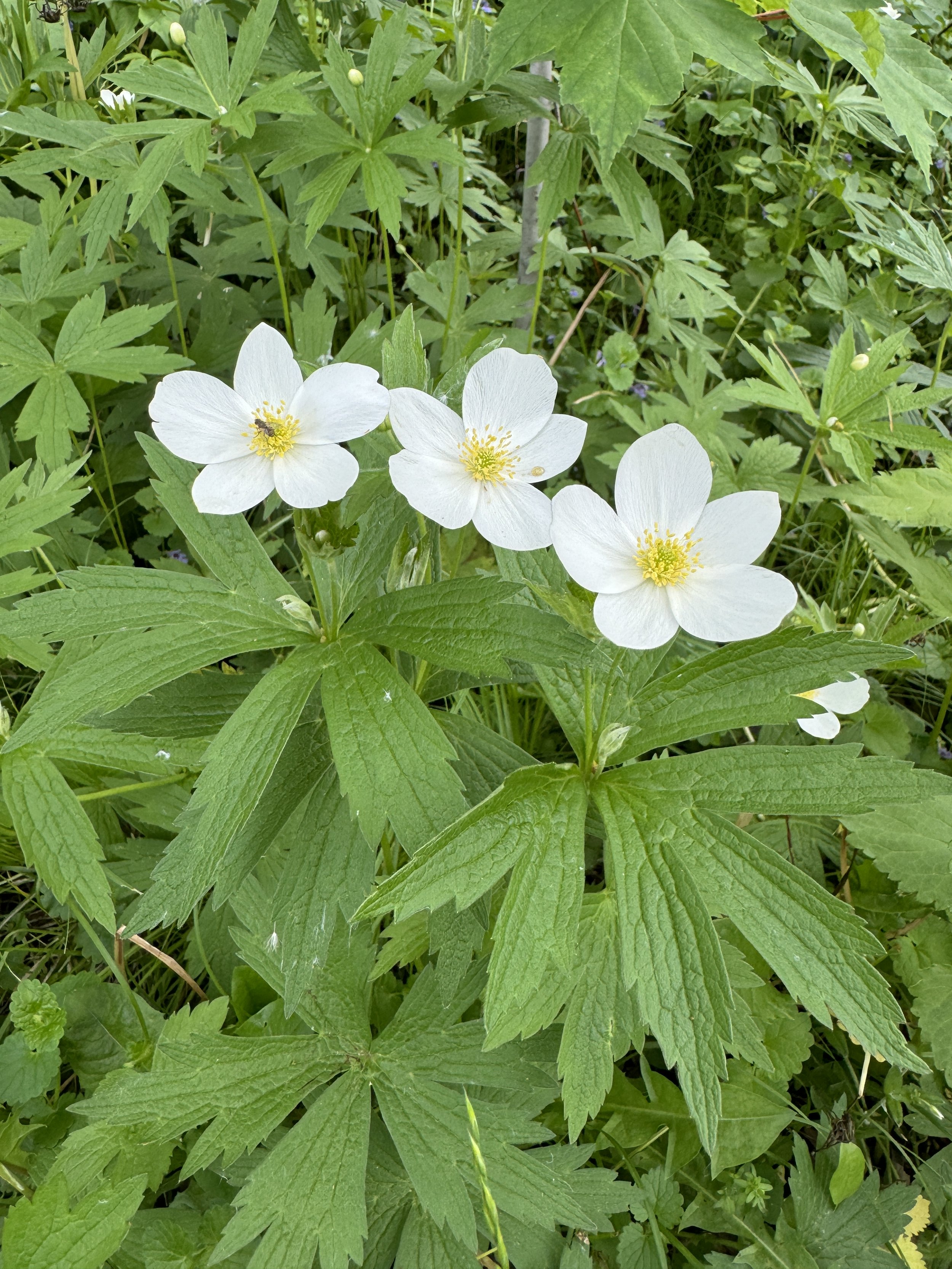 Canada Anemone
