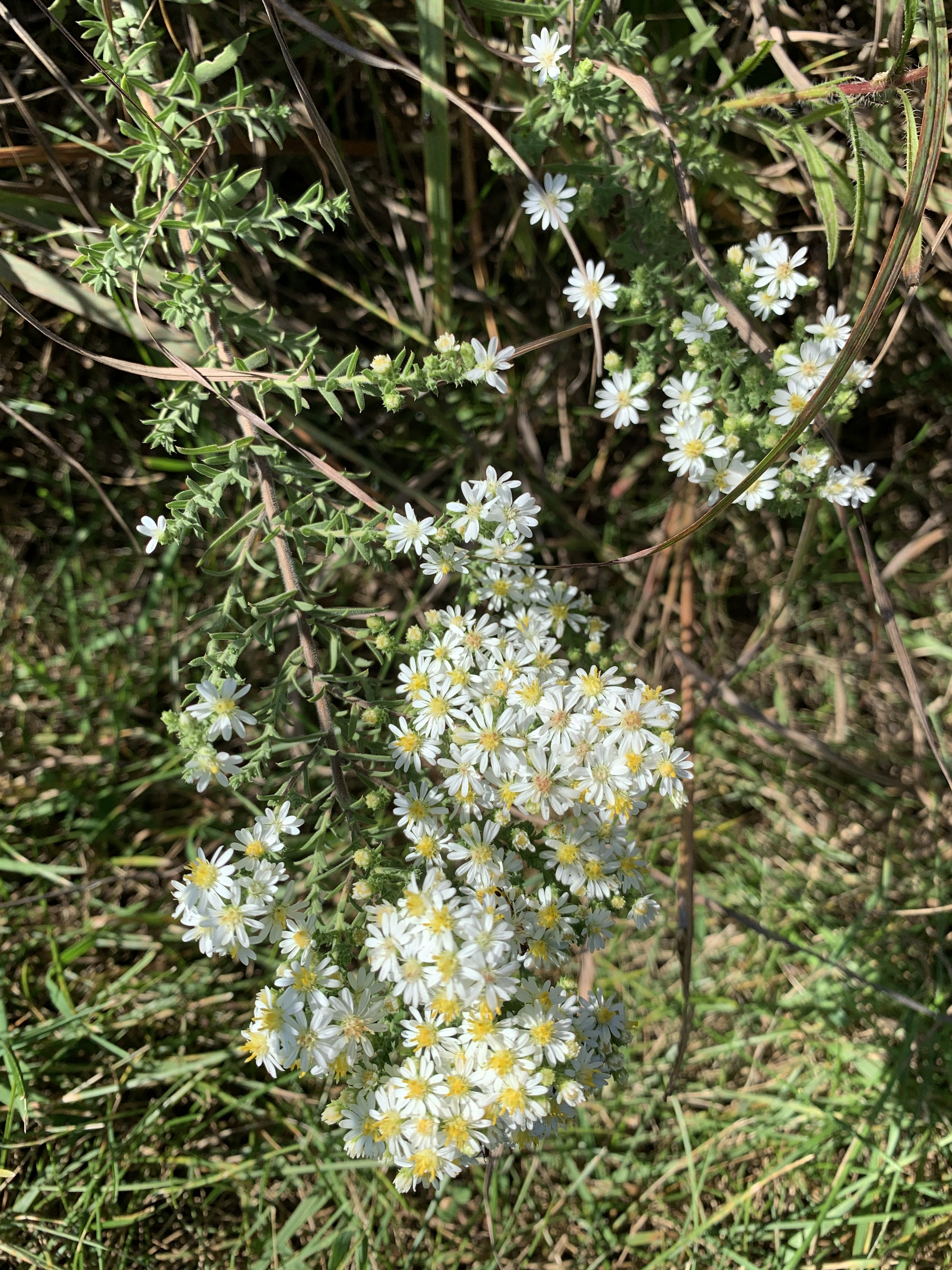 Heath Aster