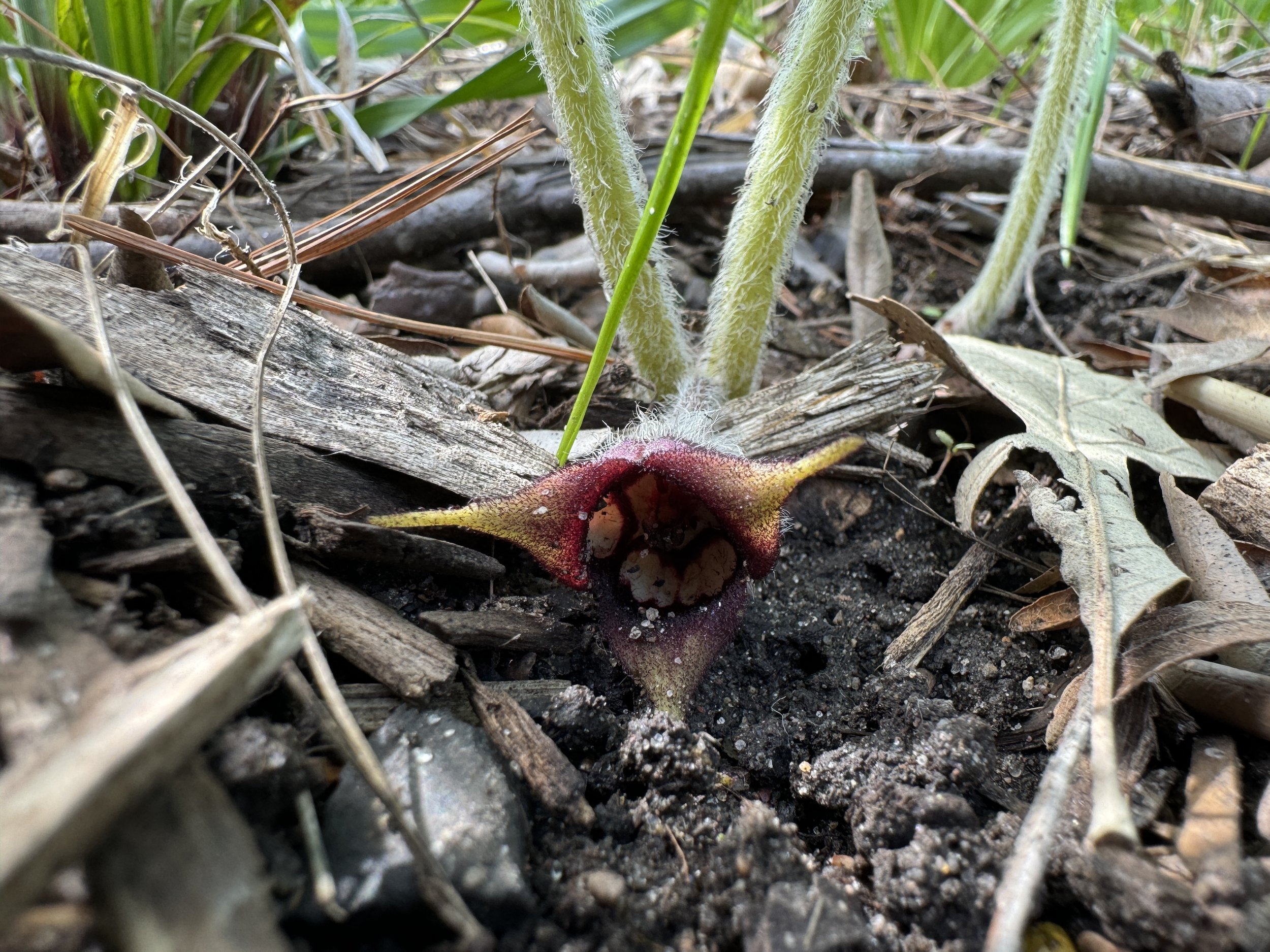 Canadian Wild Ginger