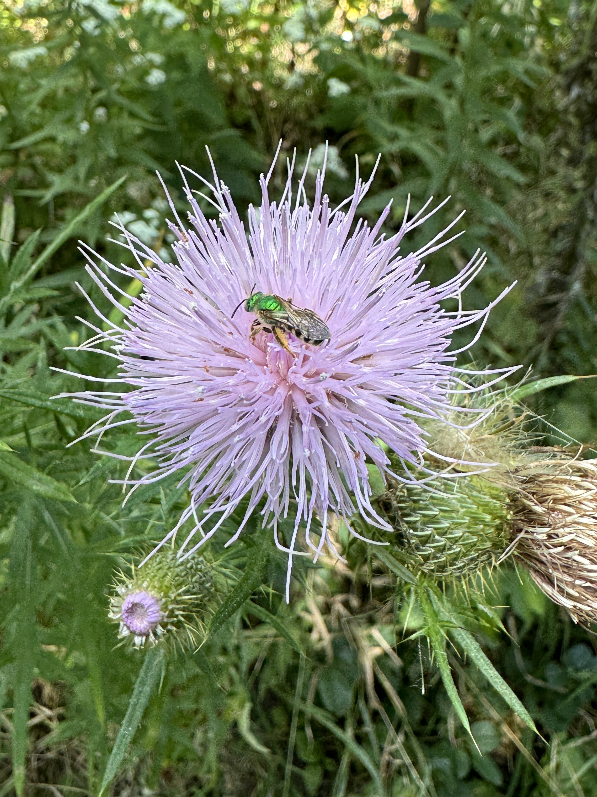Field Thistle