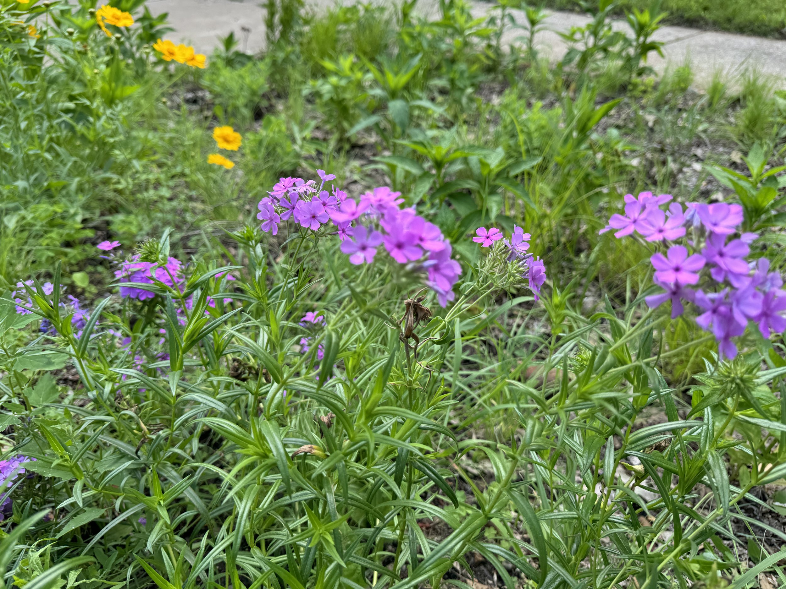 Prairie Phlox