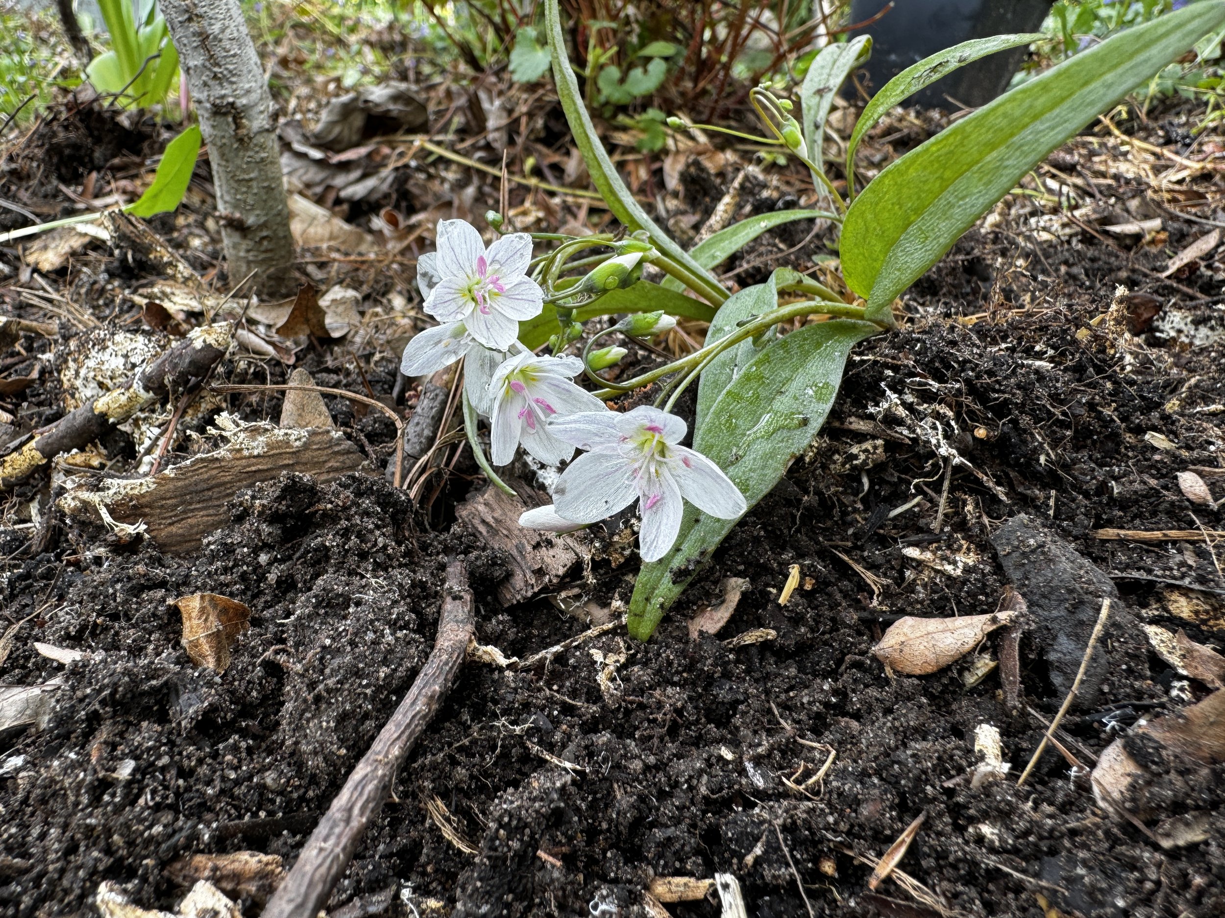 Spring Beauty