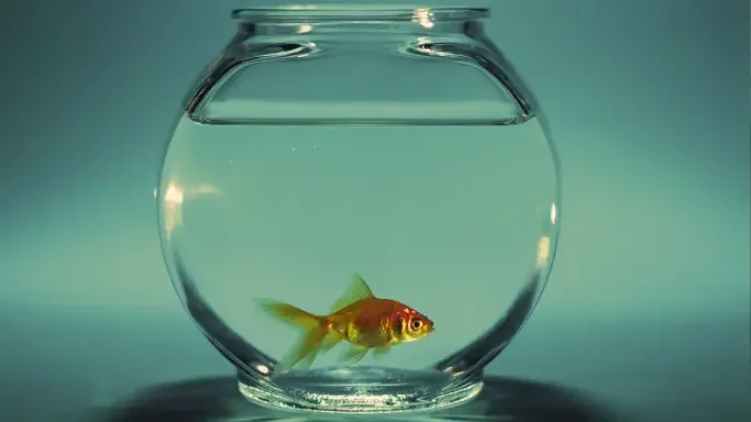 attention span of the goldfish