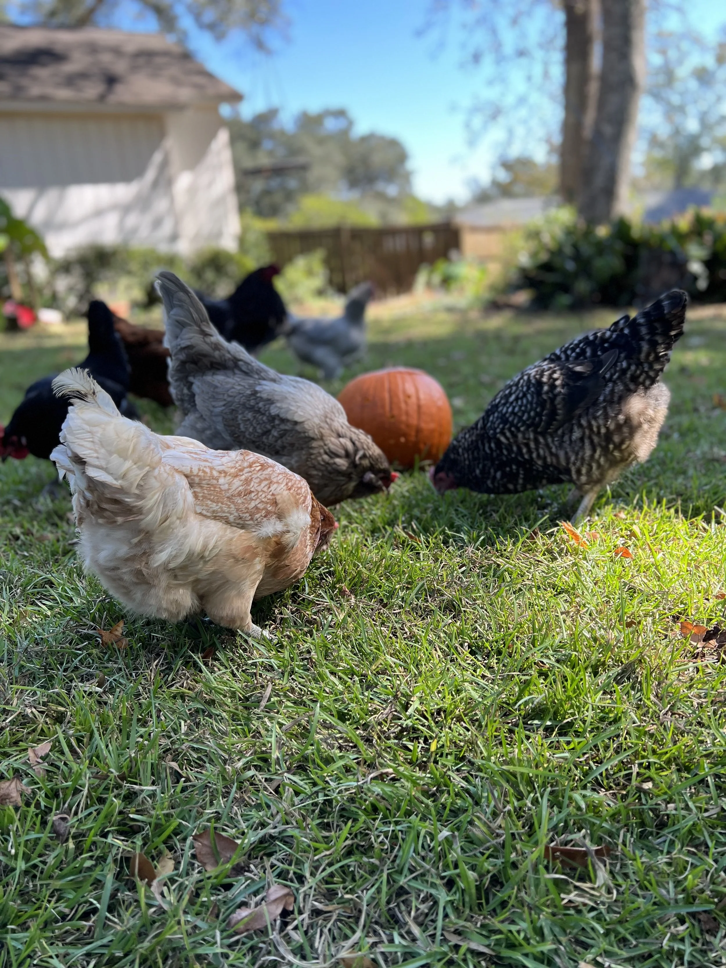 Several chicken breeds freeraning together in the grass