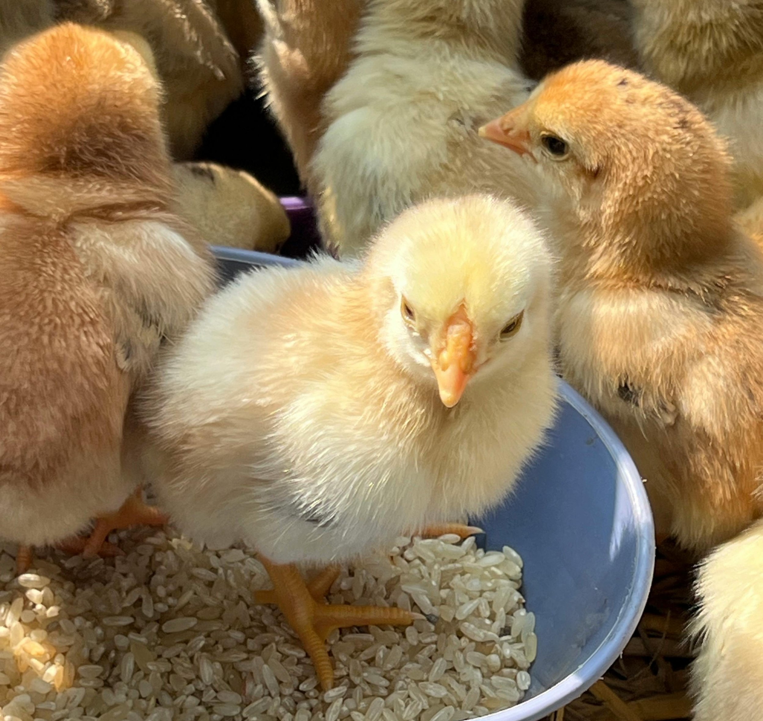 yellow chick sitting in a food bowl