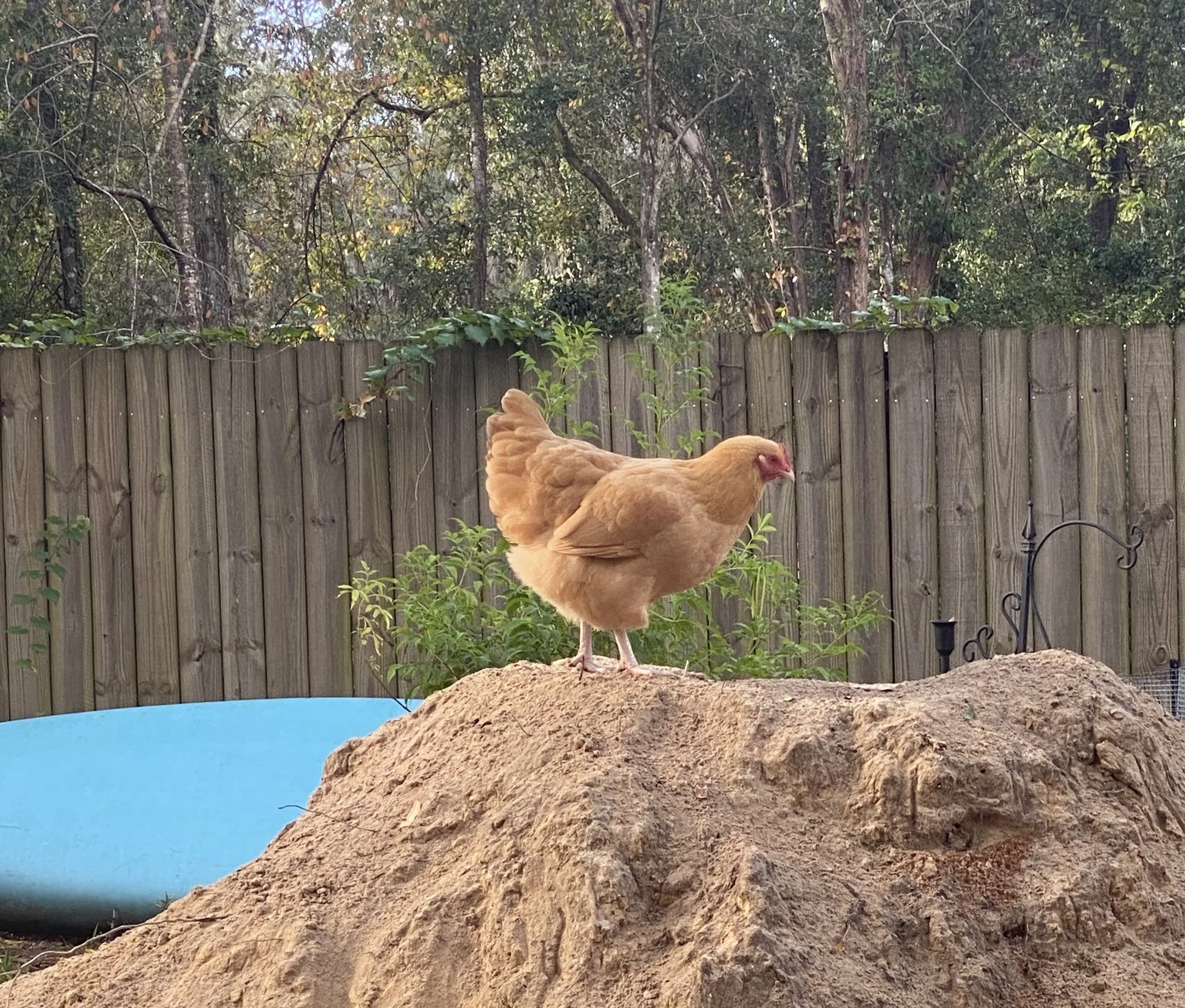 Buff orpington on top of a dirt mound