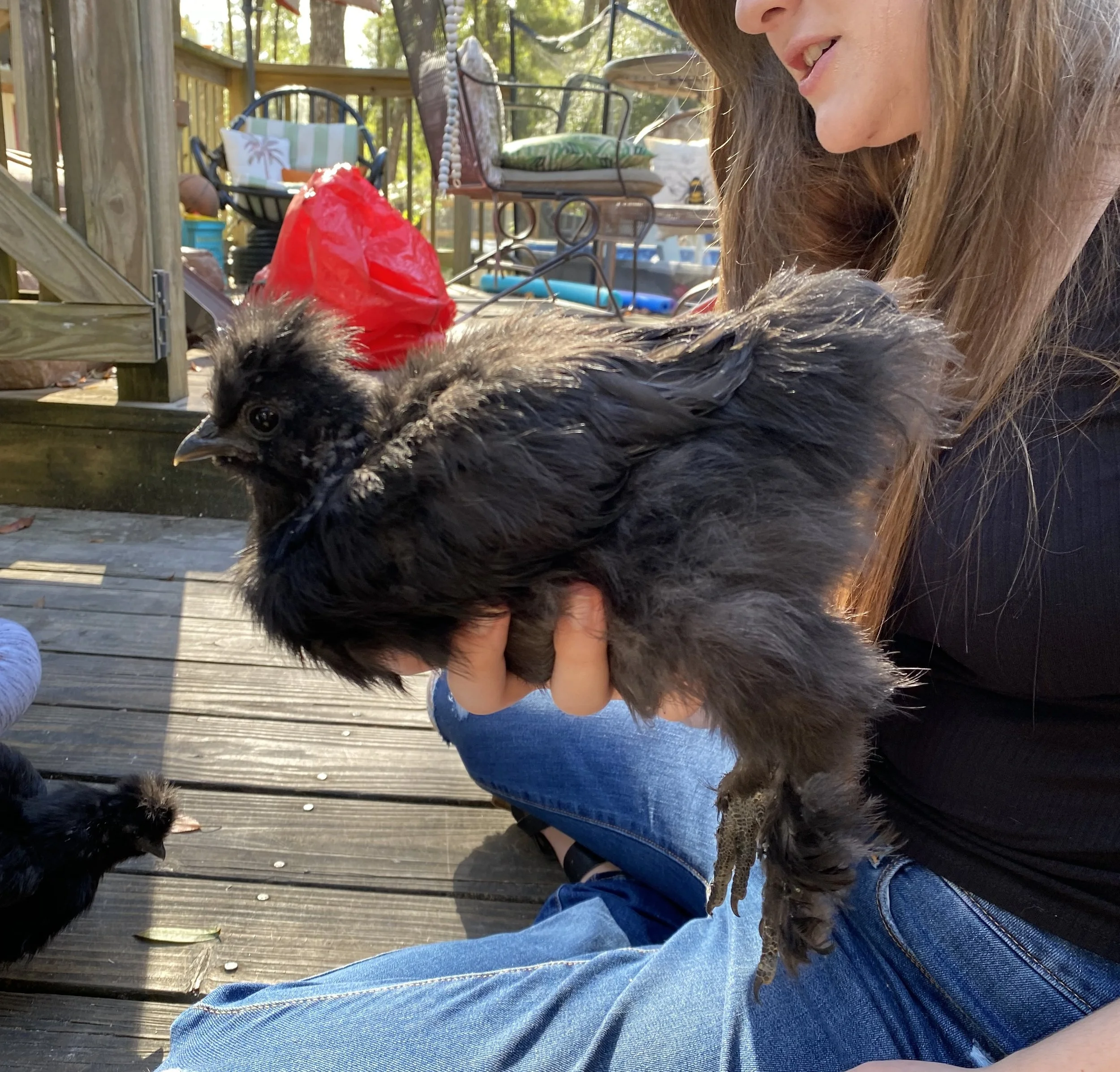 Girl holding a fluffy black silkie chicken