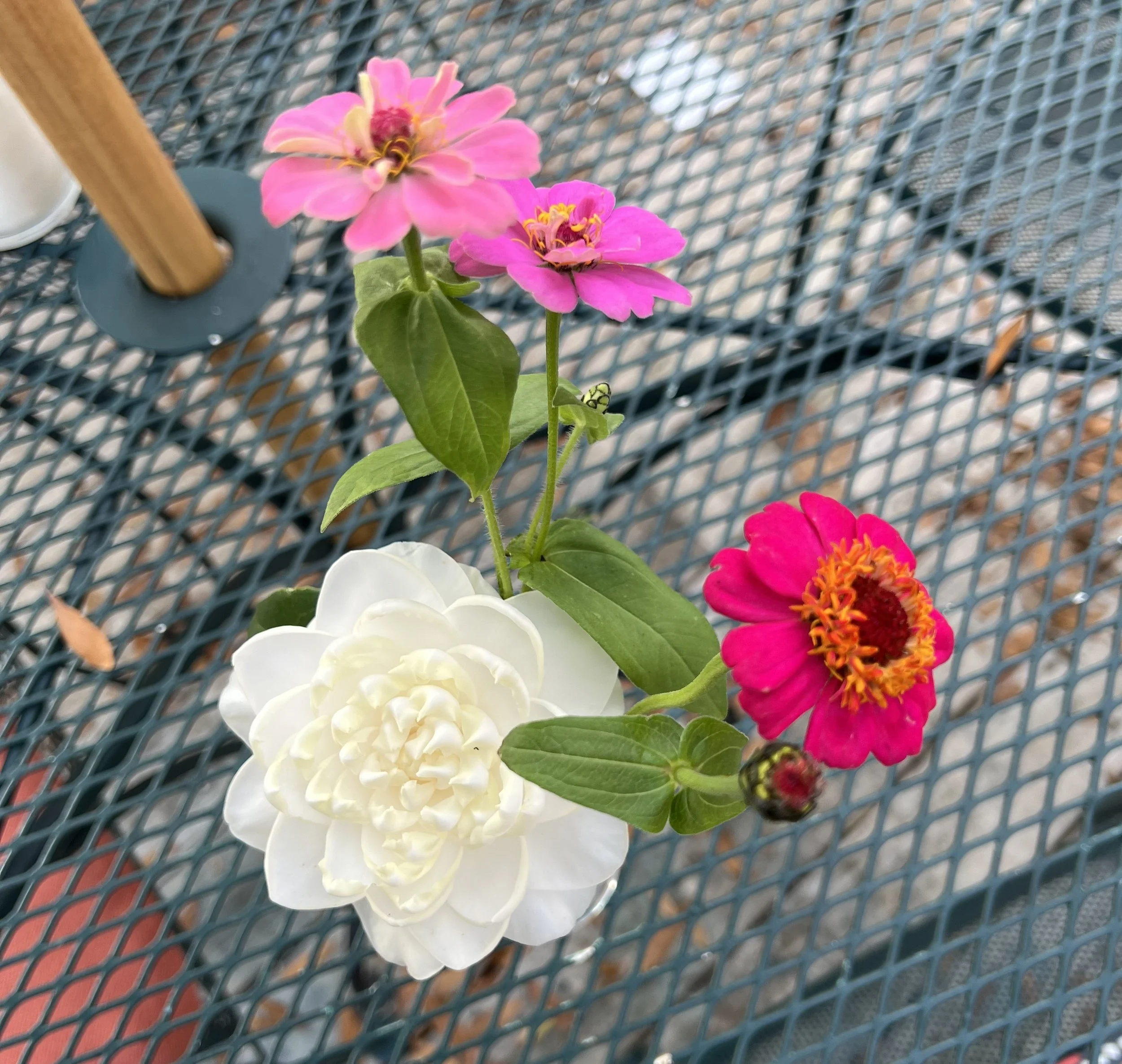 How Pacific Trade Winds are Affecting Southeastern Gardeners