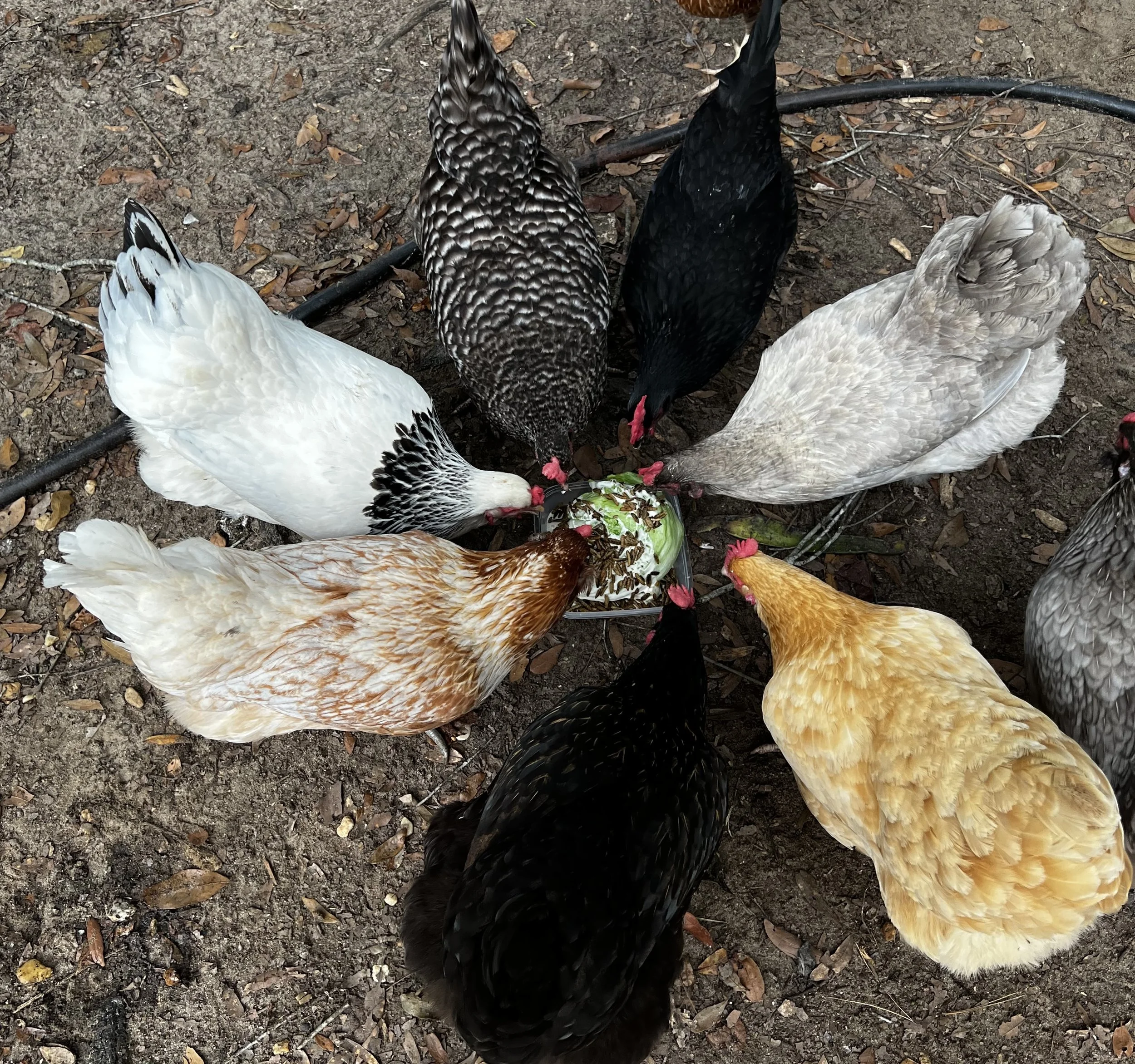 10 Friendly Chicken Breeds For Your Backyard Flock