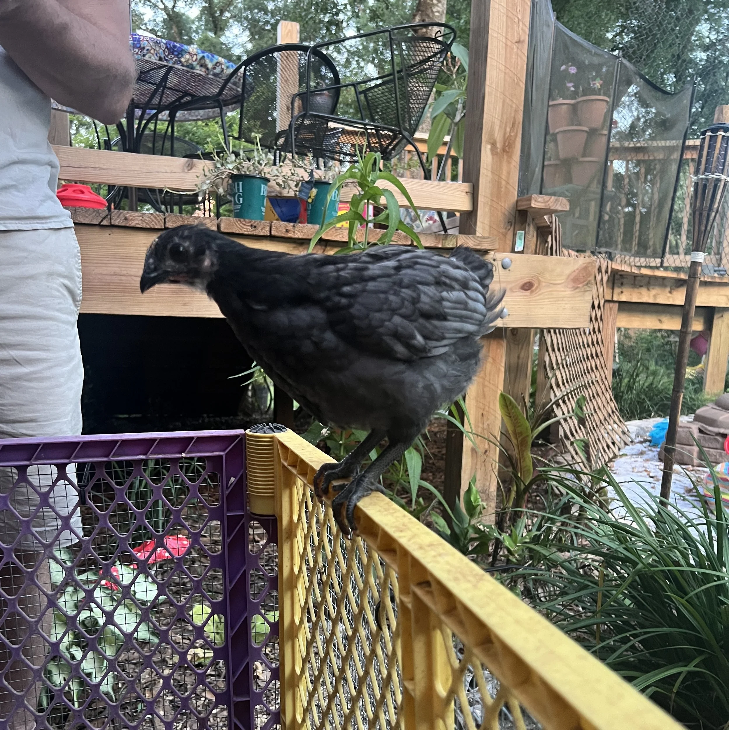 adolescent chicken on top of cage